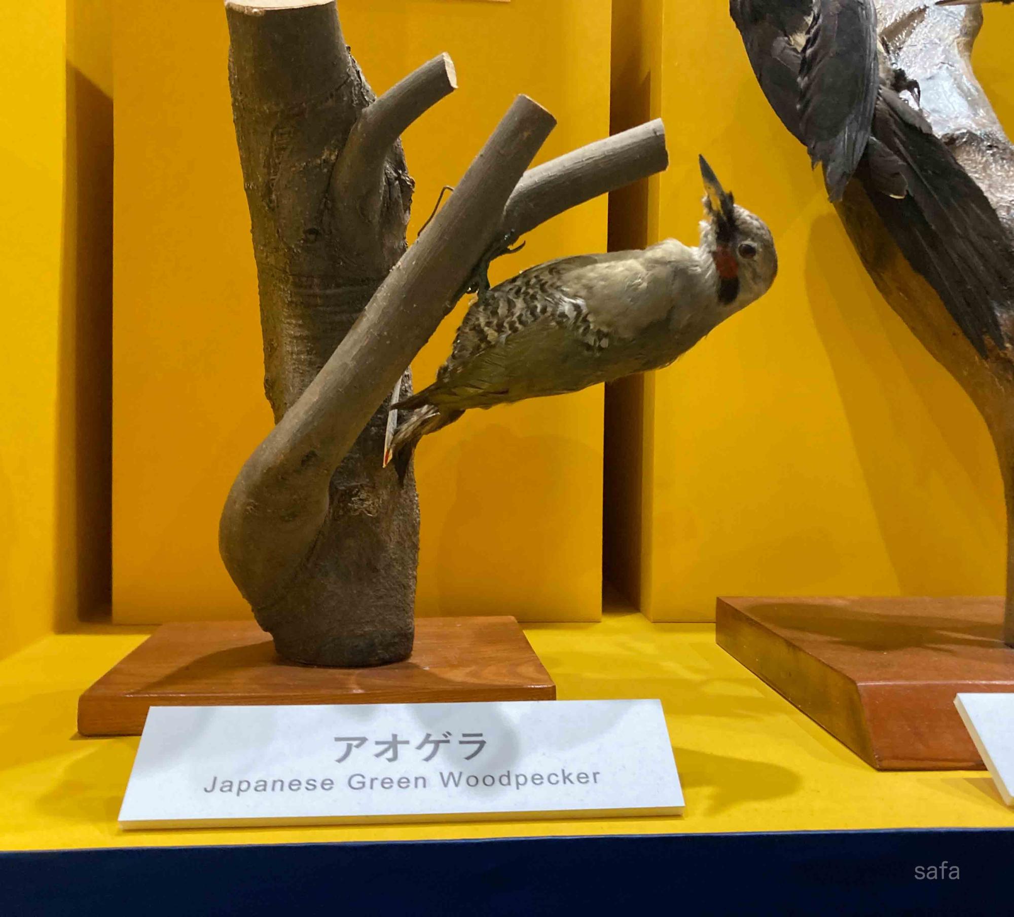 N*）様 【期間限定】名古屋市科学館 鳥展 オオタカ ※先着5000枚限定 名古屋市中区「一生分の鳥を見よう」約30万人を動員した特別展「鳥 PEANUTS\\u201cウッドストック\\u201dコラボグッズも！400点超の鳥標本が集結する N*）様 藤前干潟に飛来する水鳥の標本 名古屋市科学館で開催中の「鳥展」 videos