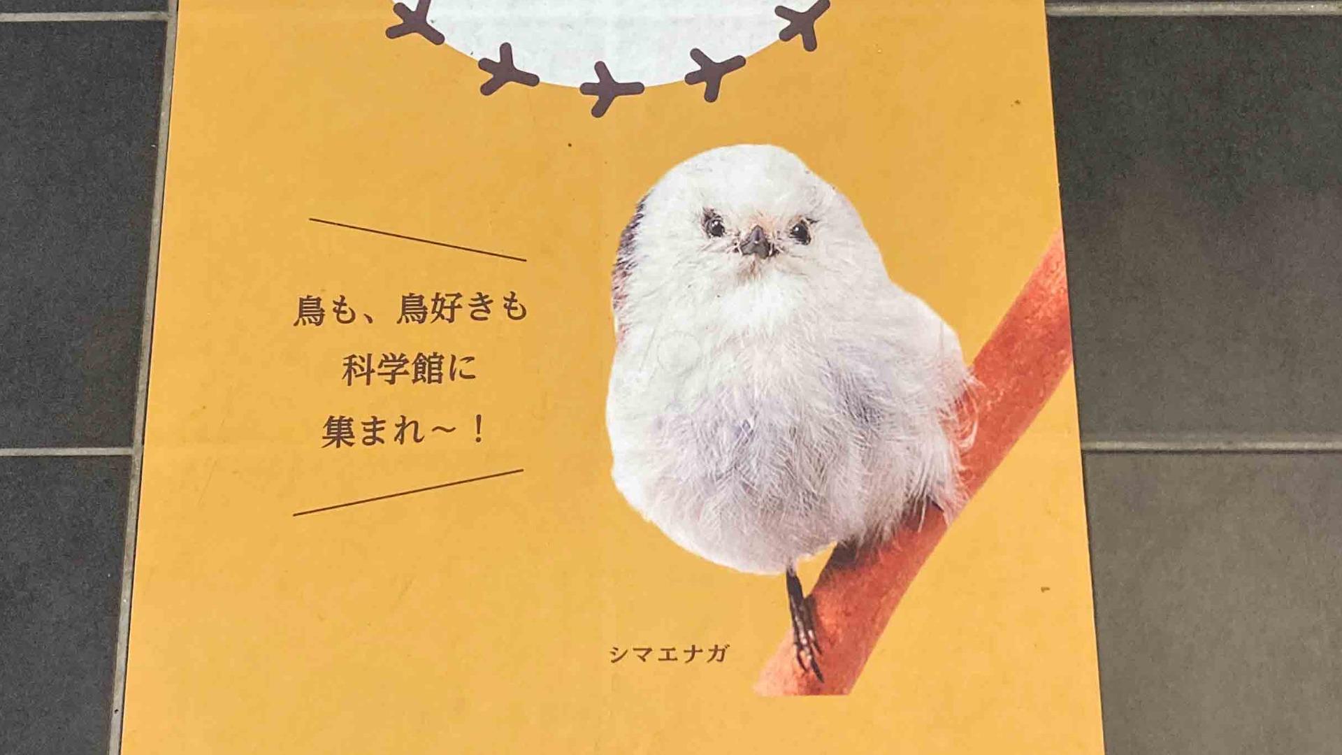 名古屋市中区「一生分の鳥を見よう」約30万人を動員した特別展「鳥