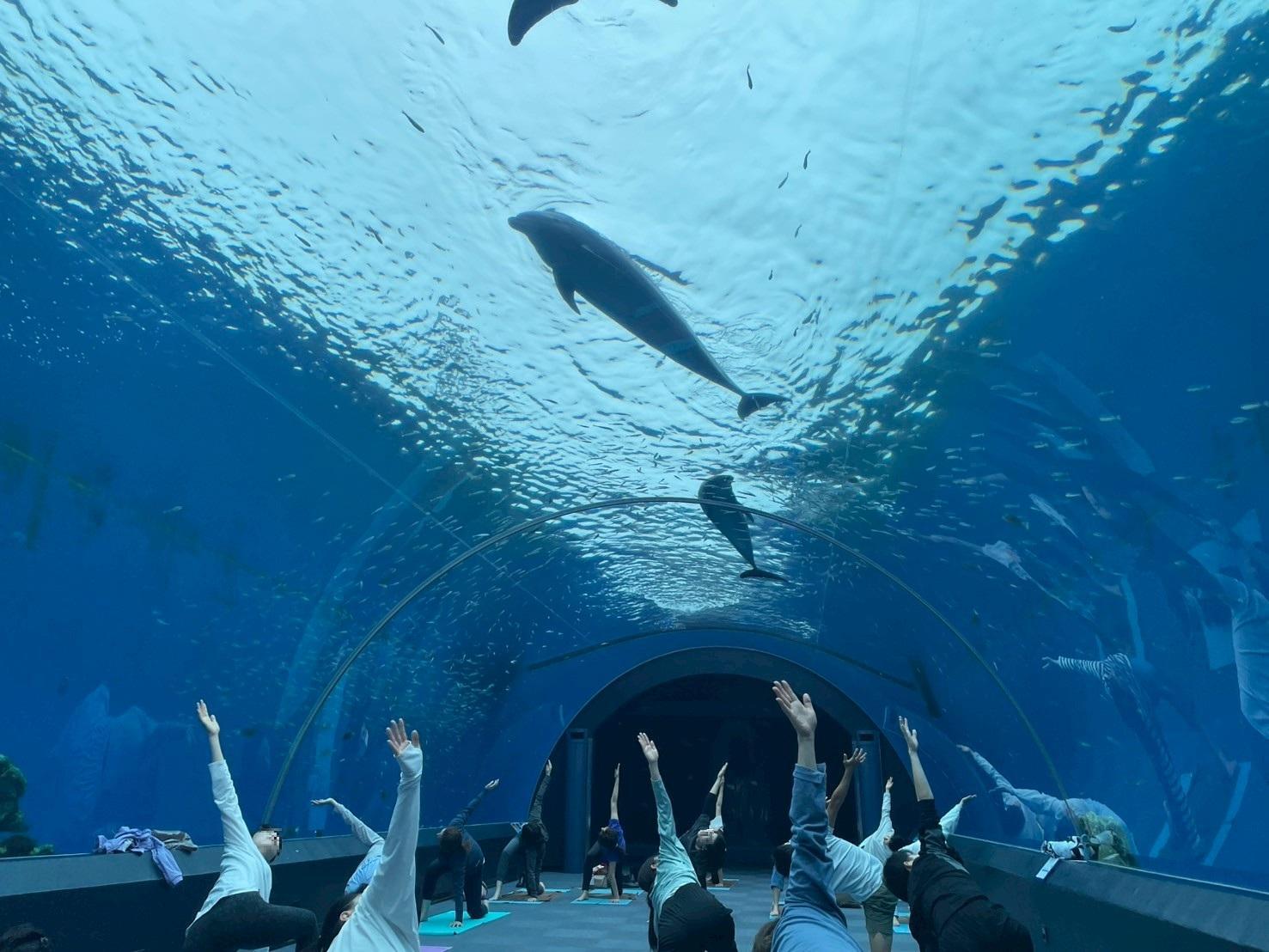 オープン前の水族館に寝そべって、深呼吸しながらイルカ観察