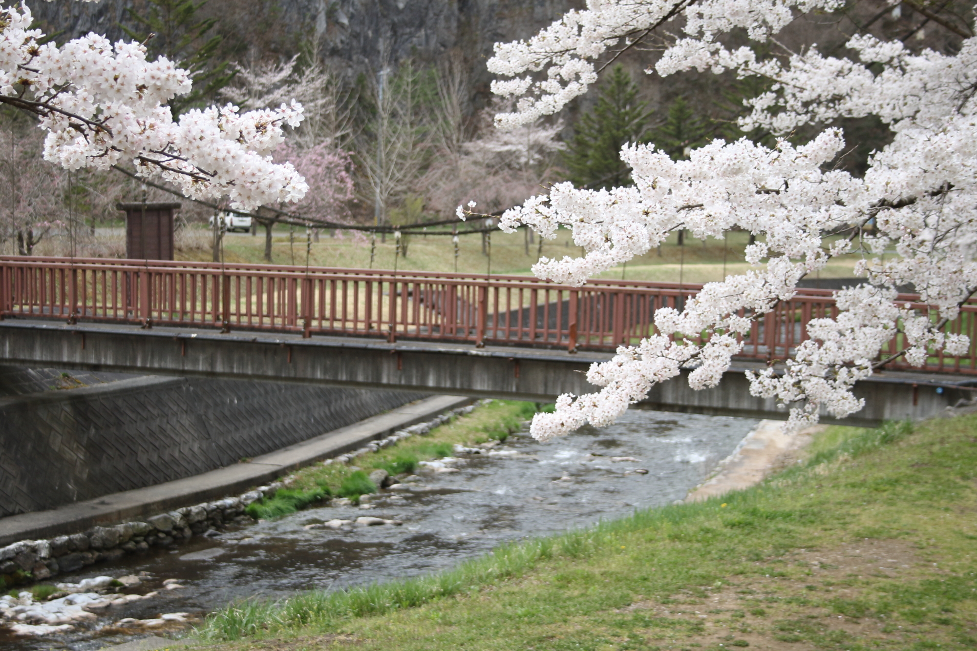 松館川と桜