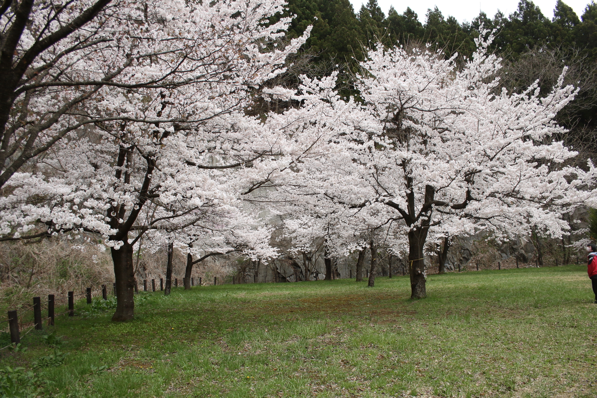 桜が満開の遊戯広場