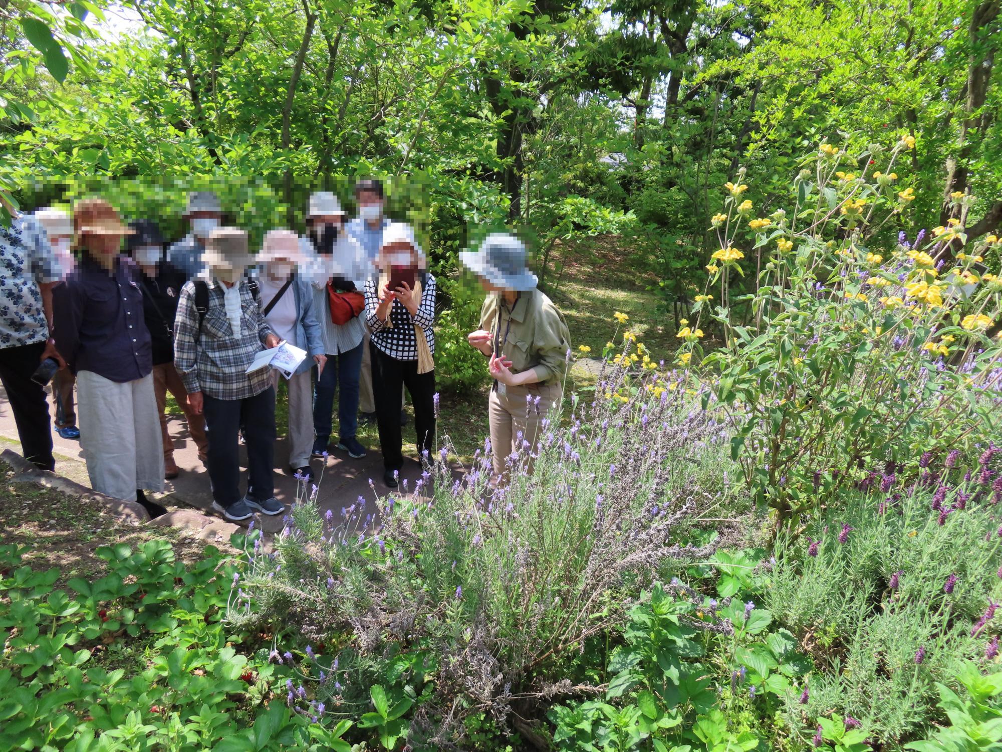 「園長とお散歩」のイベントで、ハーブ有用植物園ゾーンを巡ったときの様子