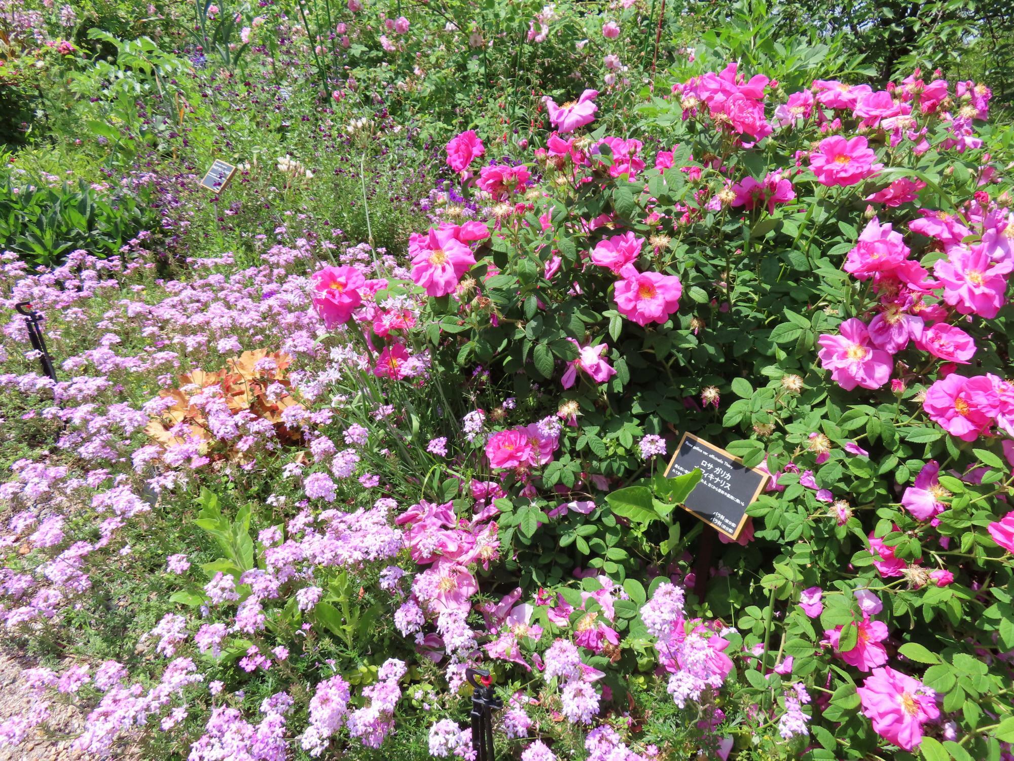 2023年5月の植物公園の様子