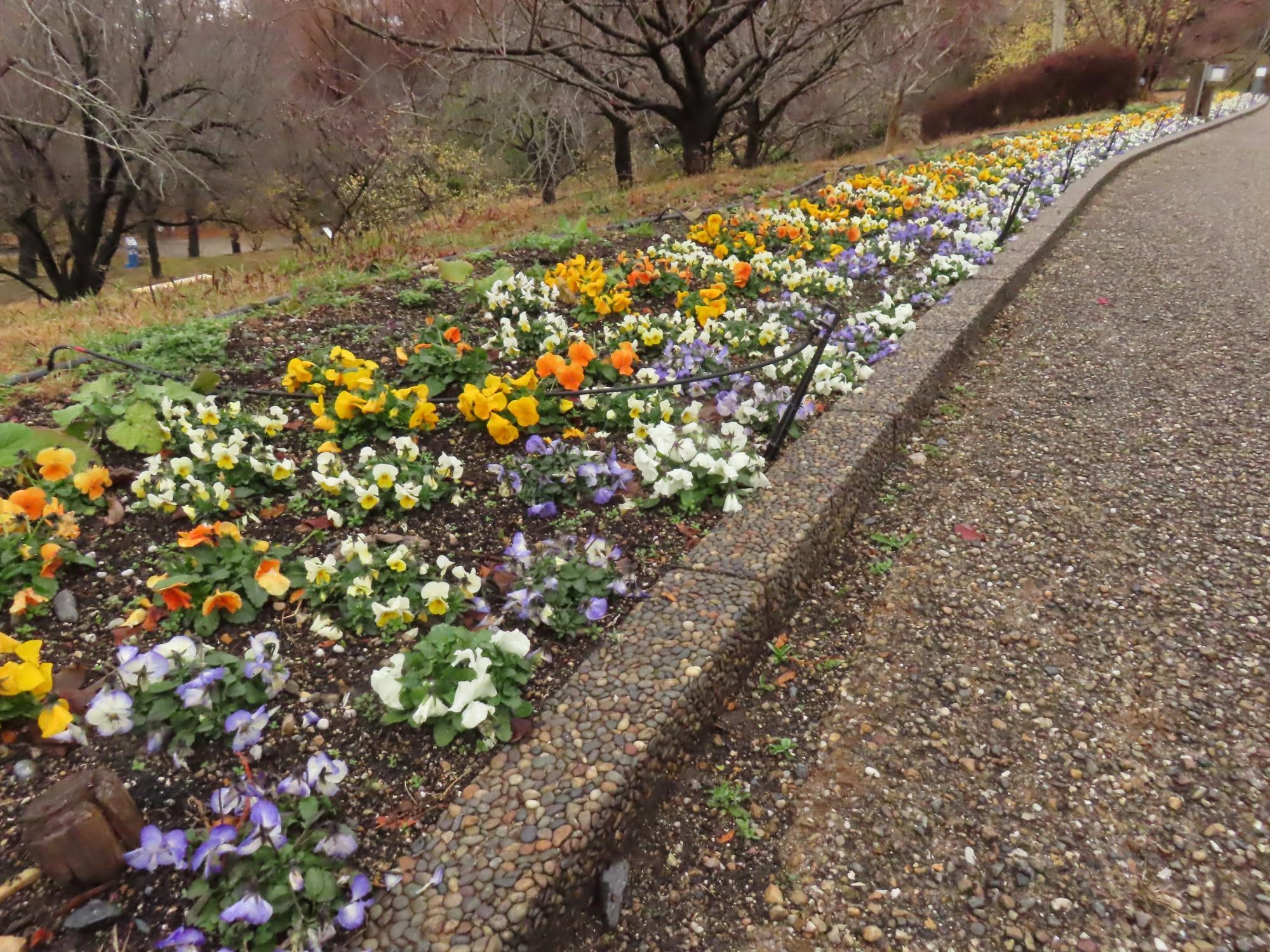 2024年1月の植物公園の様子