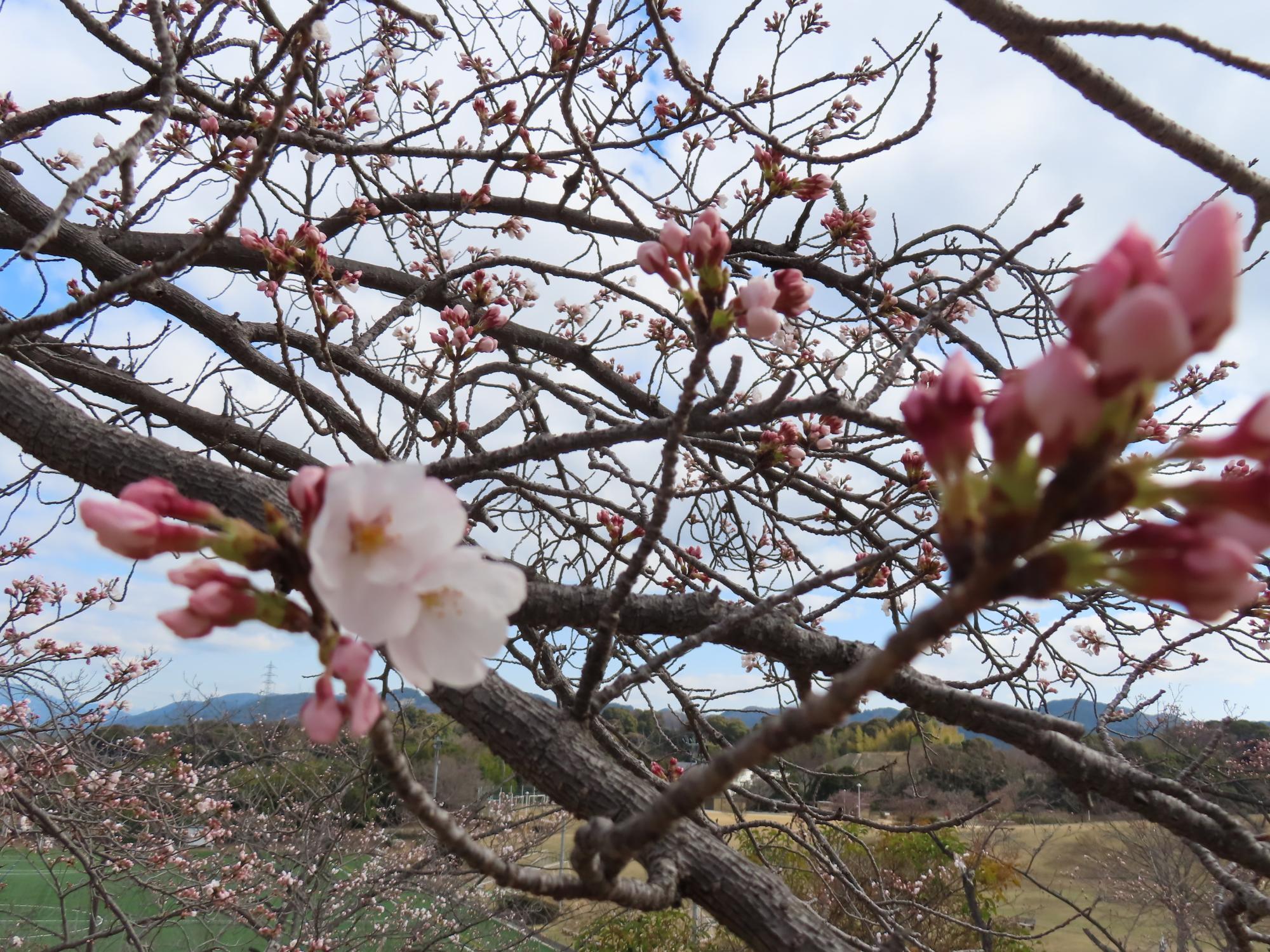 宇治市】2025年3月31日の太陽が丘の桜開花状況。花はちらほら