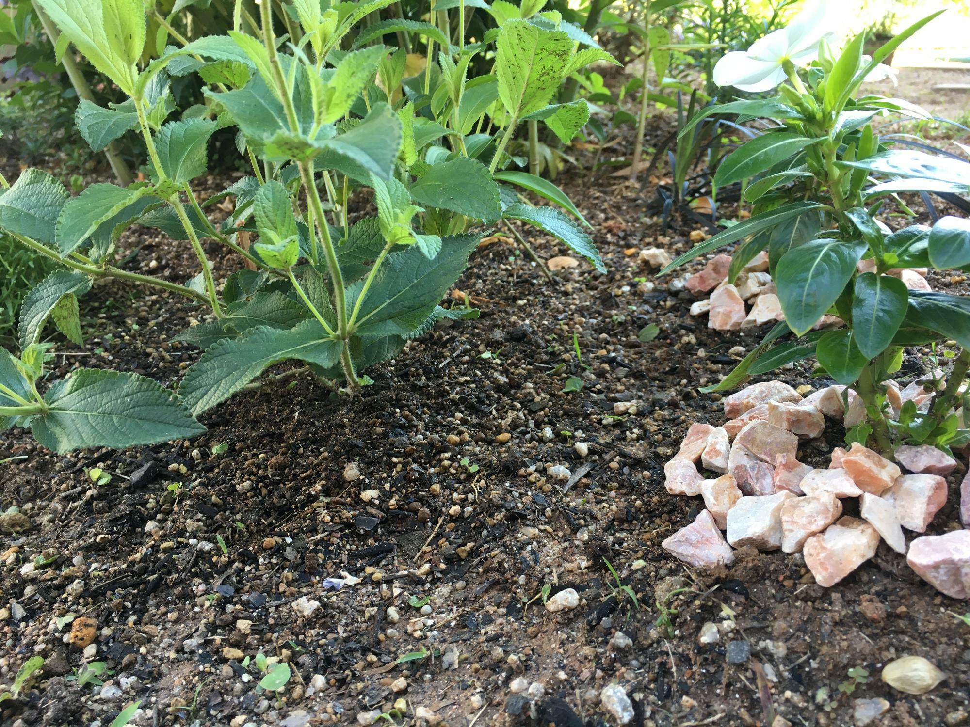 右：夏の花壇にかかせないニチニチソウ（ビンカ）　