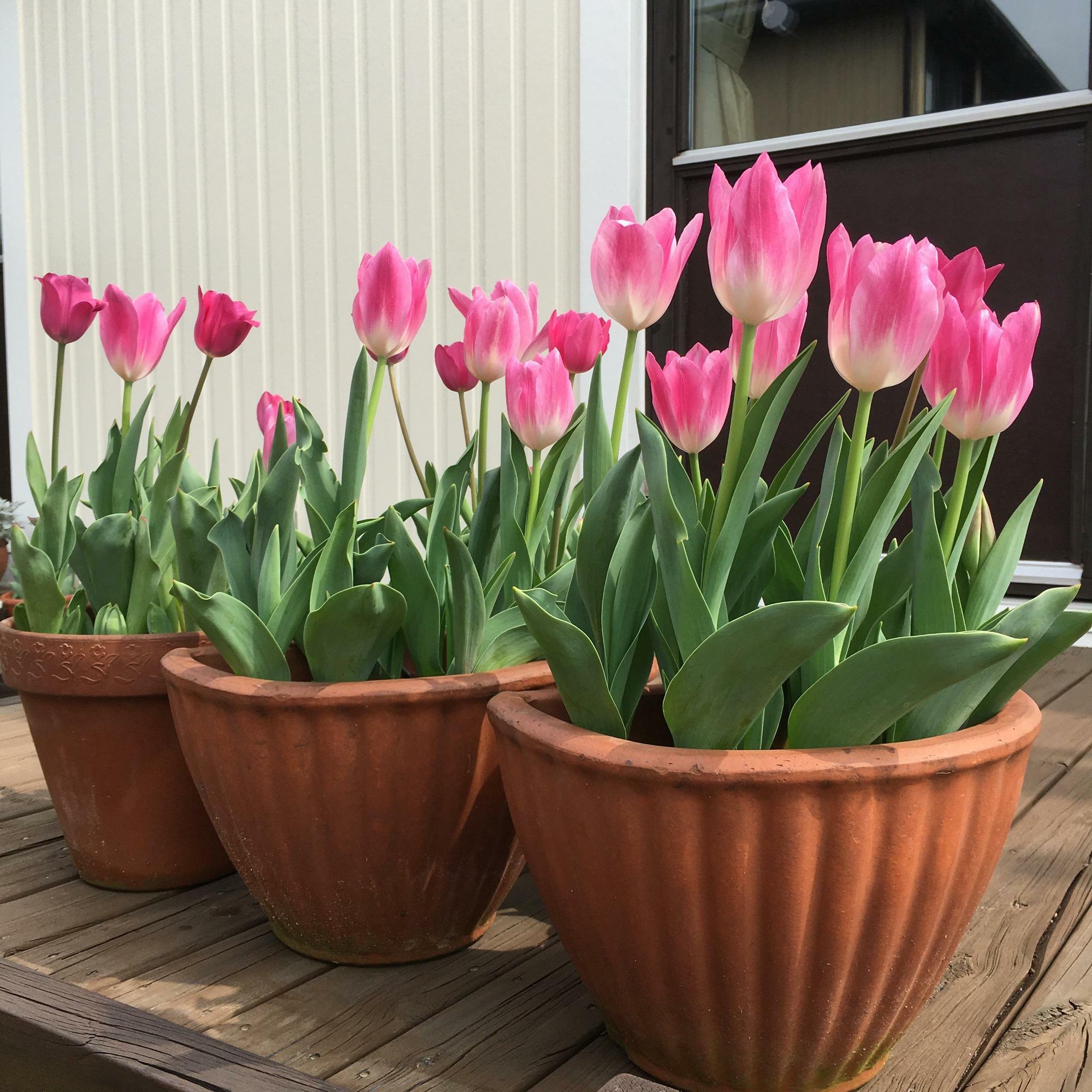 寒くなっても春の花がまだ植え付けられる！？意外に寒さに強い