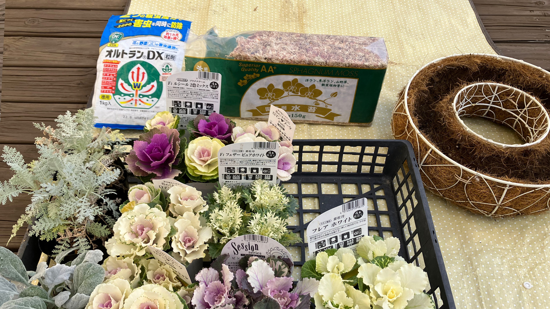 ガーデニング】玄関先のおしゃれな植物 寄せ植えより簡単 ガーデニング】玄関先のおしゃれな植物 寄せ植えより簡単