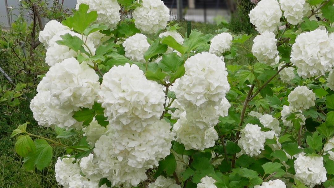 存在感のある白い花で春から夏までつなぐ庭 植えっぱなしで毎年咲く らくちんガーデニング（sakura） - エキスパート - Yahoo!ニュース