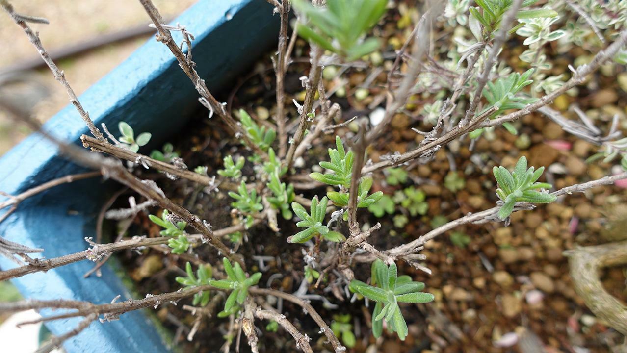 イングリッシュラベンダー 鉢植え　