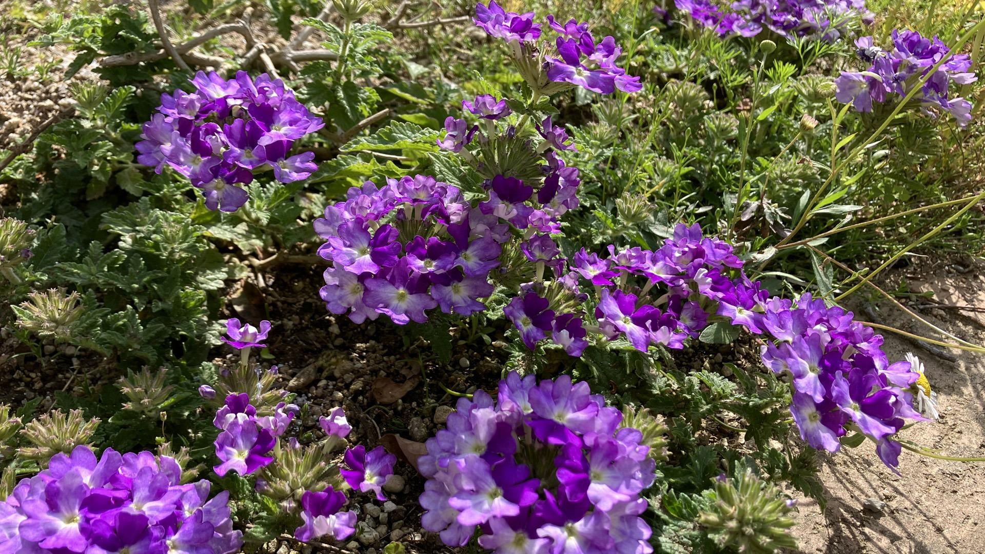 夏に向けて何植えるか検討中なら是非バーベナを 冬越した 夏に向けて何植えるか検討中なら是非バーベナを 冬越した