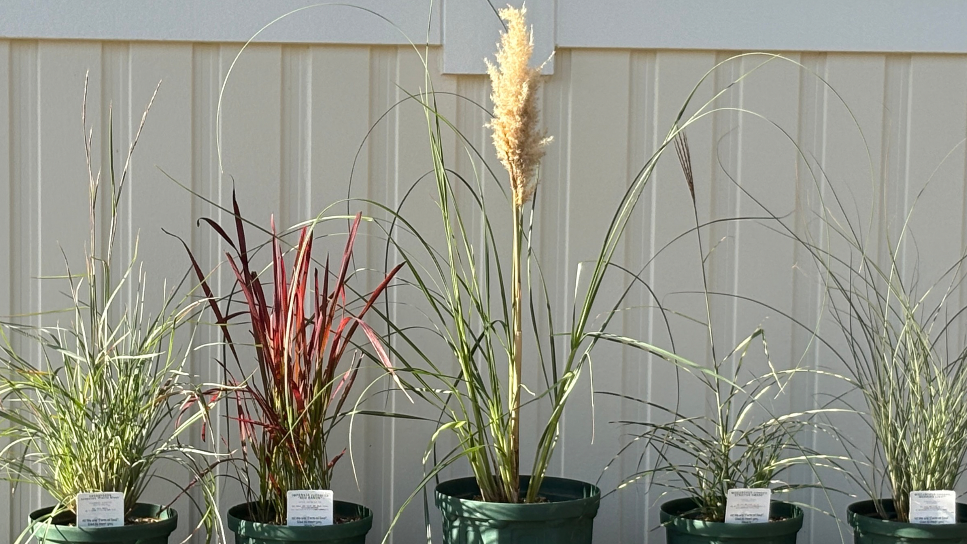 グラス　ススキ根付き鉢植え 組み合わせるとスタイリッシュな庭に お店の『グラス』全種類買って