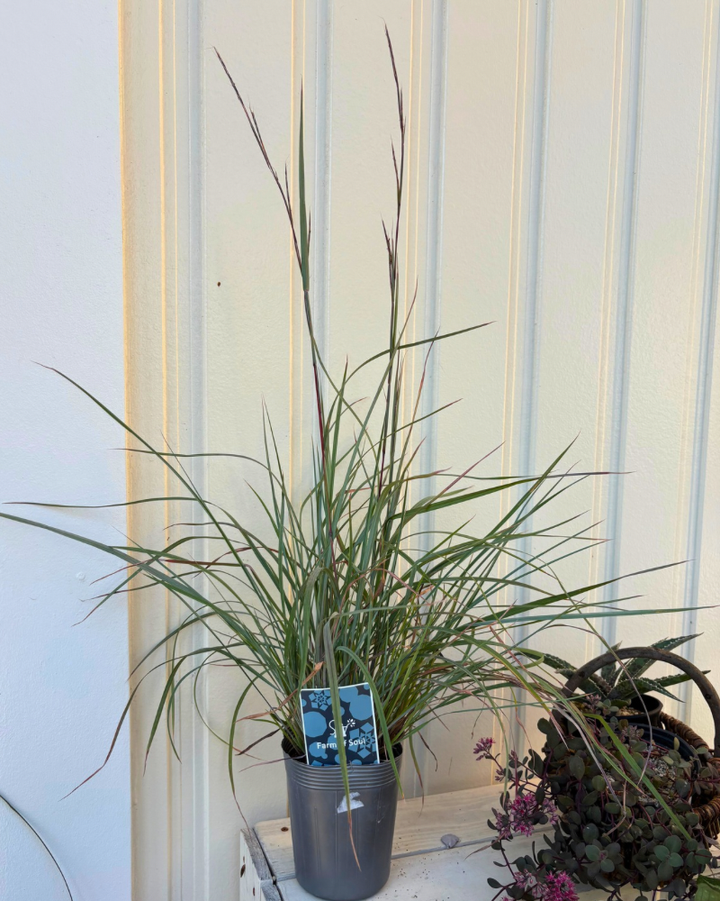 組み合わせるとスタイリッシュな庭に お店の『グラス』全種類買って