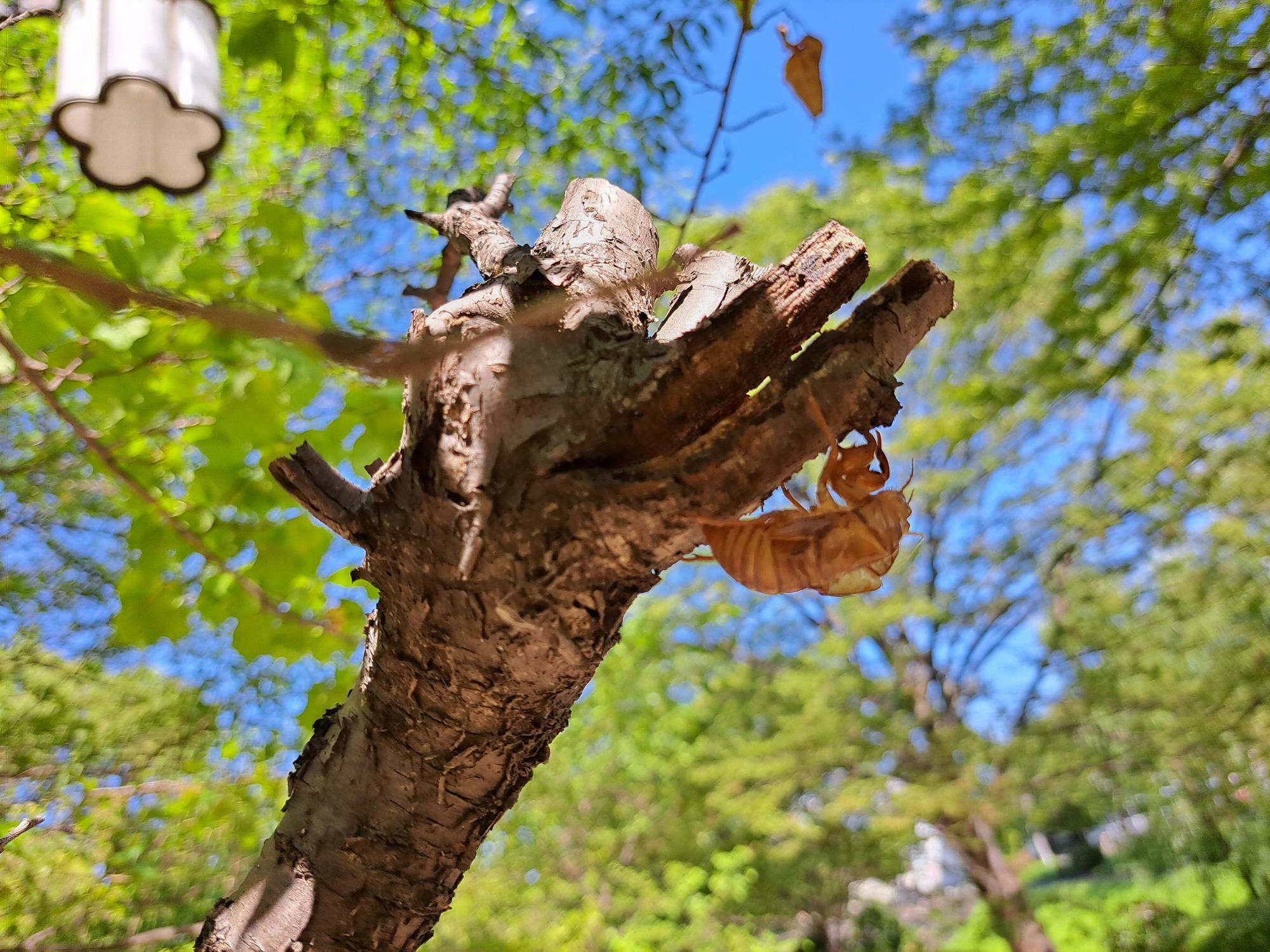 セミの抜け殻