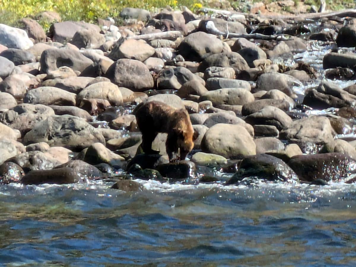 野生のヒグマを船の上から観察