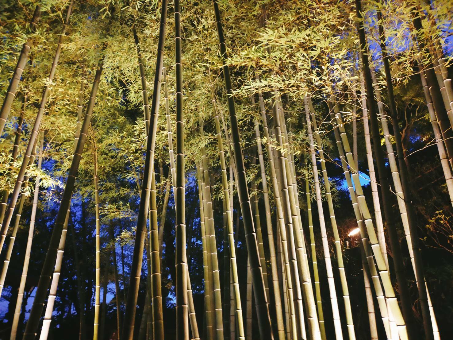 竹林もライトアップされていつもとは違った雰囲気が楽しめます。