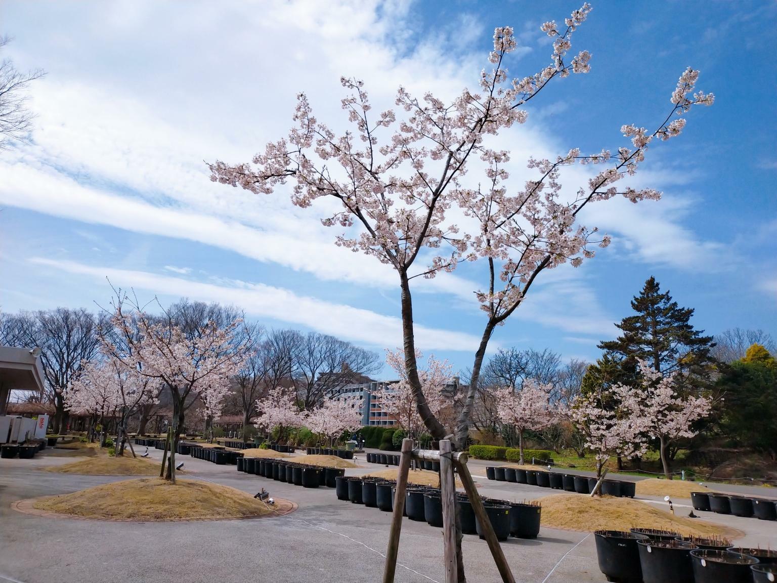 すれ違う多くの人が桜を撮影しており、写真愛好者にとっても魅力的な場所であることが分かります。