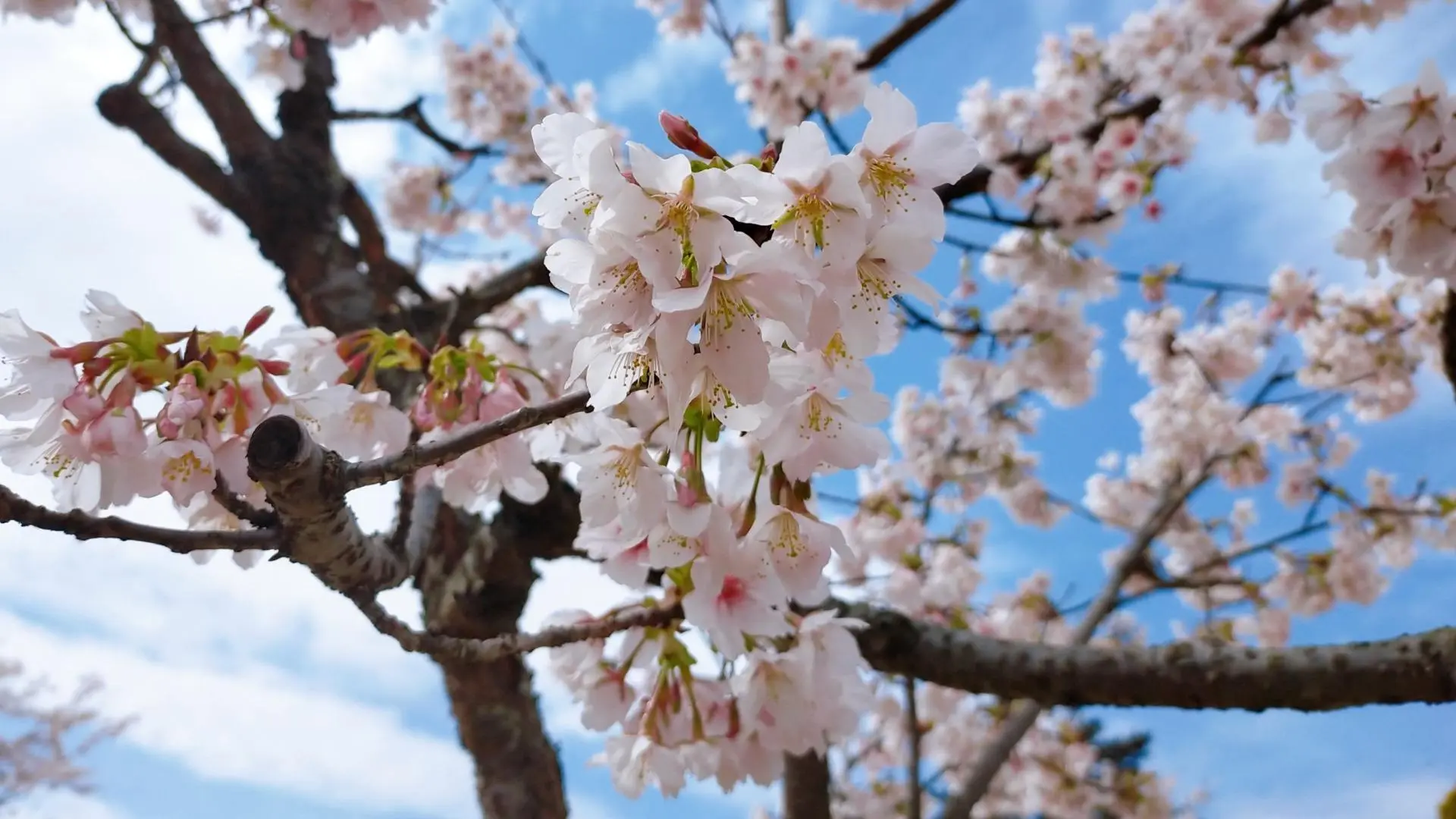 鎌倉市】今が見頃！大船フラワーセンターの早咲き・長咲き「玉縄桜」を見に行こう！（satomi） - エキスパート - Yahoo!ニュース