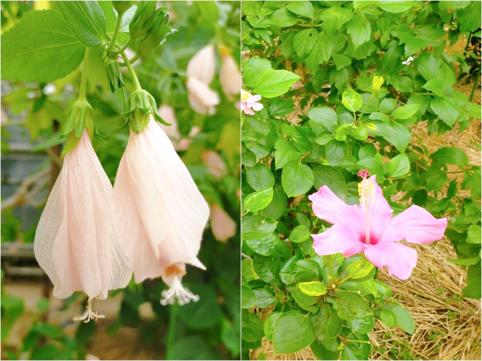 (左)「うなずきひめふよう」は今が満開。　(右)「ハイビスカス」は真夏の花のイメージですが、実は今が花盛り。