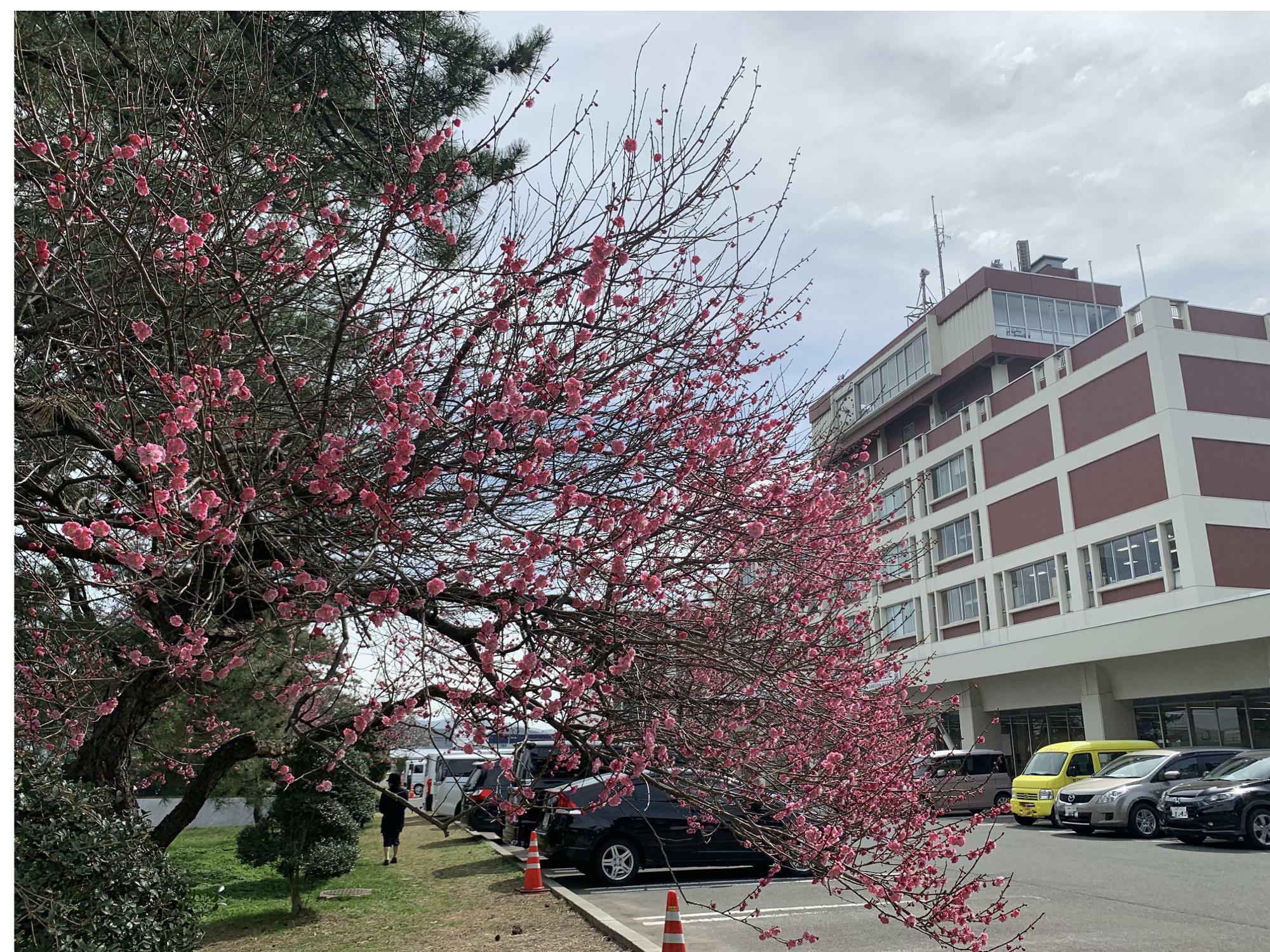 市役所庁舎と梅の木