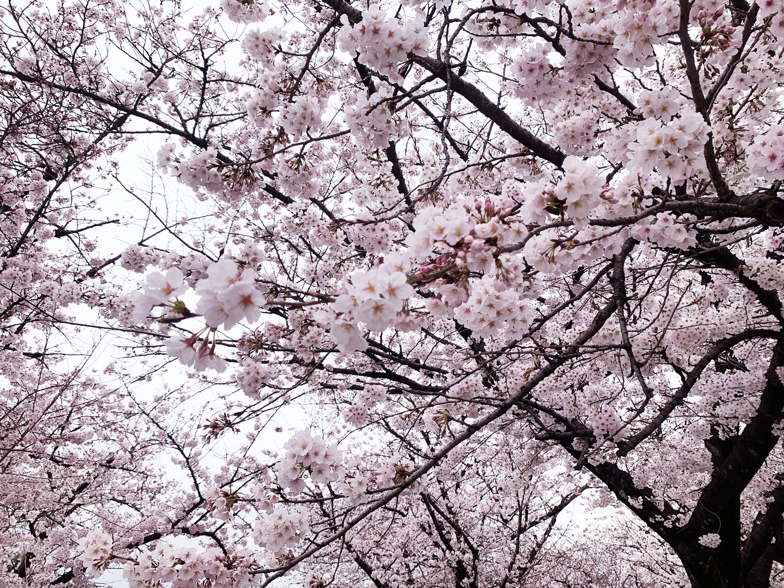 浜寺公園_桜の木