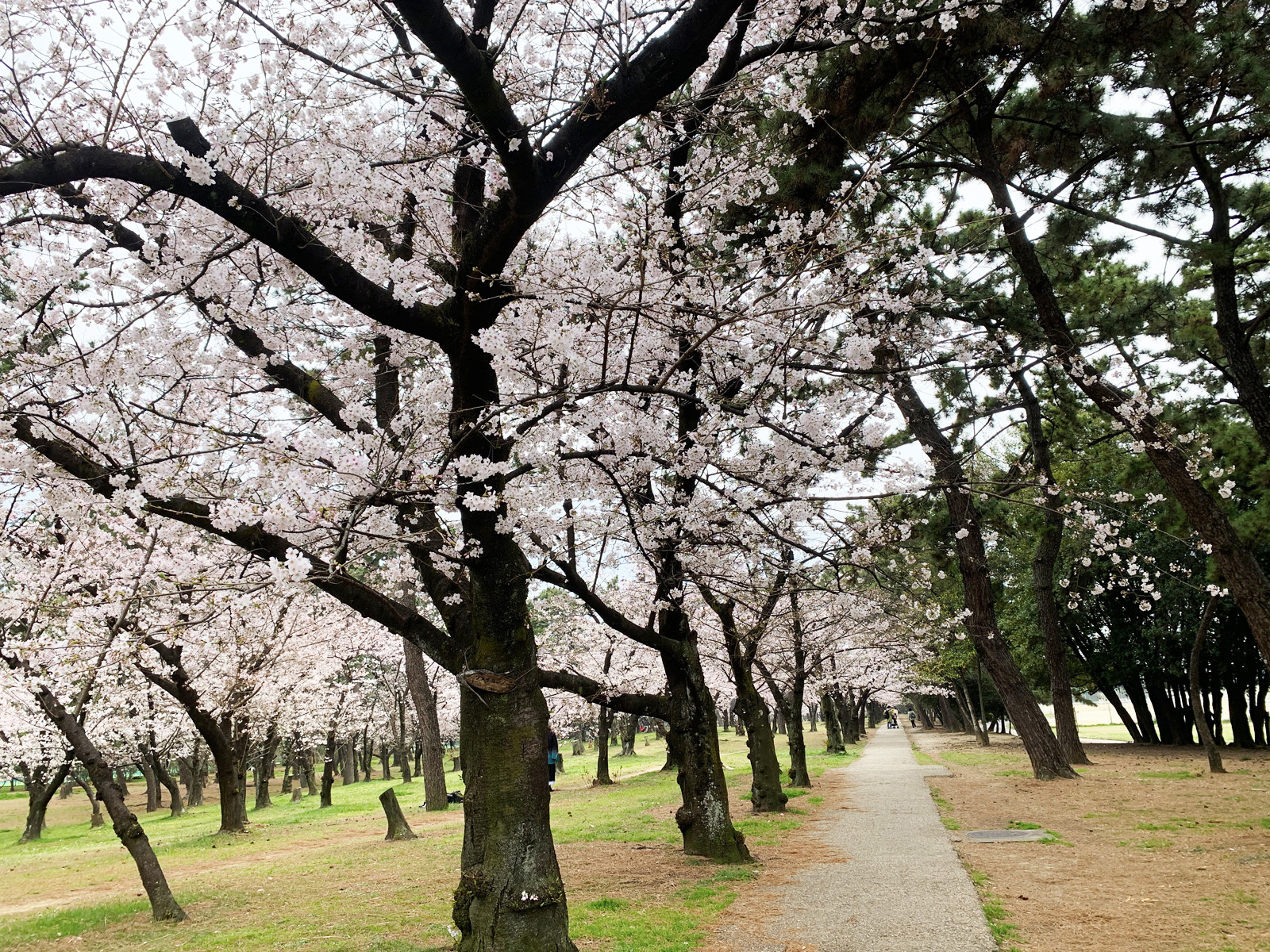 浜寺公園_桜並木