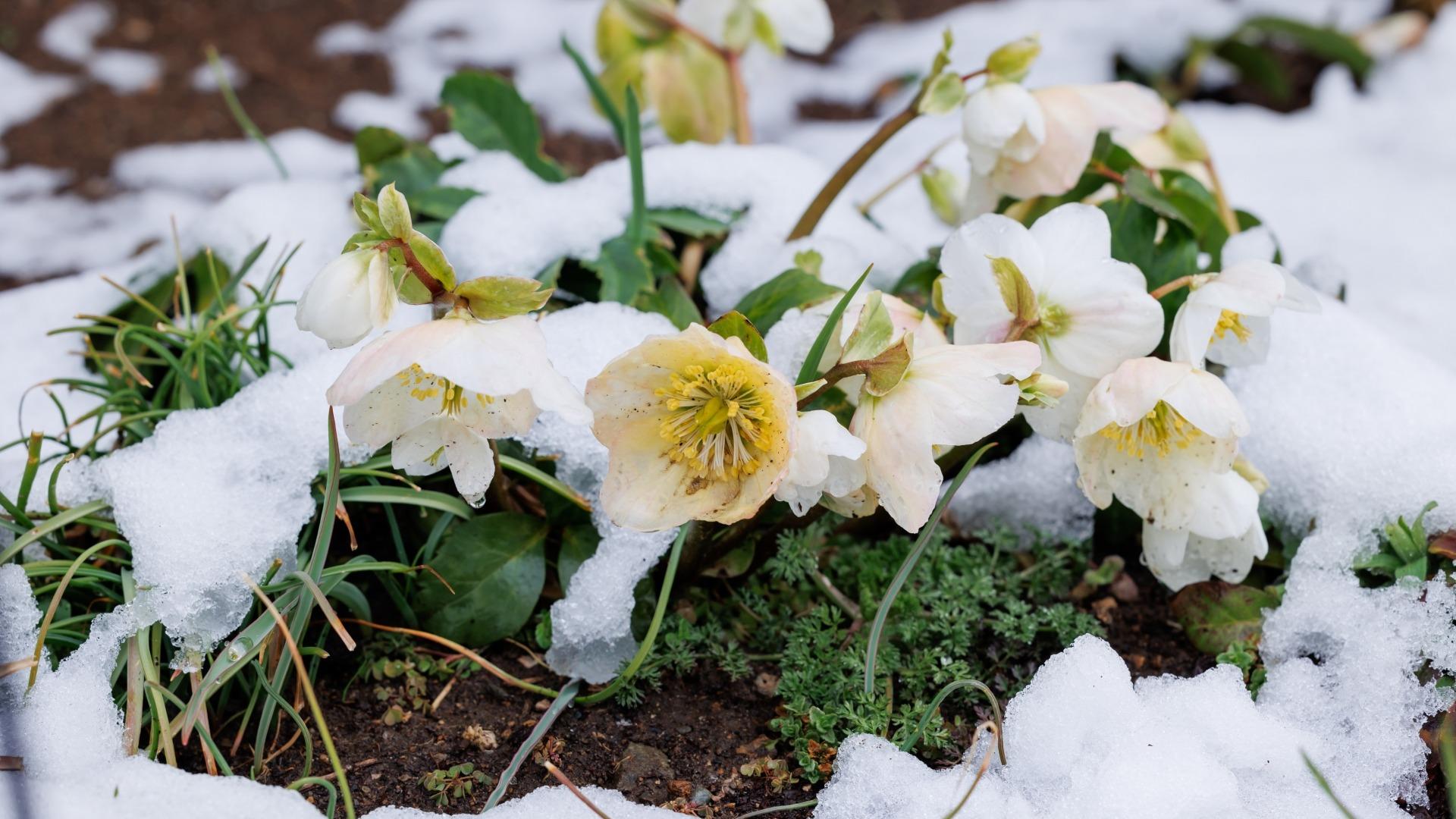 冬のクリスマスローズ】たった3つのケアで花を倍増！1月にできるお