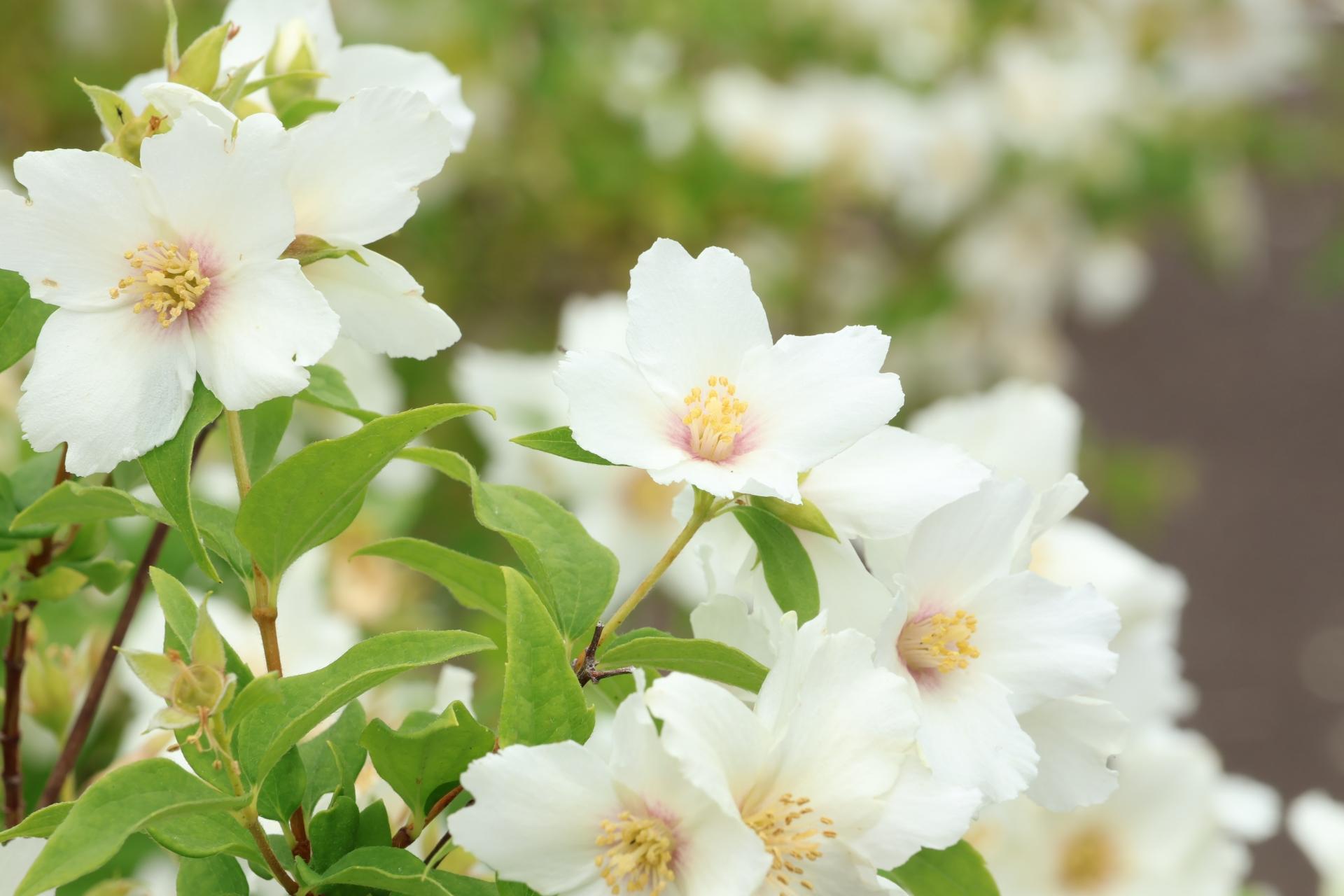 ぱぱさん専用 / Floraison 楽天市場】2024年5月中旬開花 ベニバナバイカウツギ 鉢植え