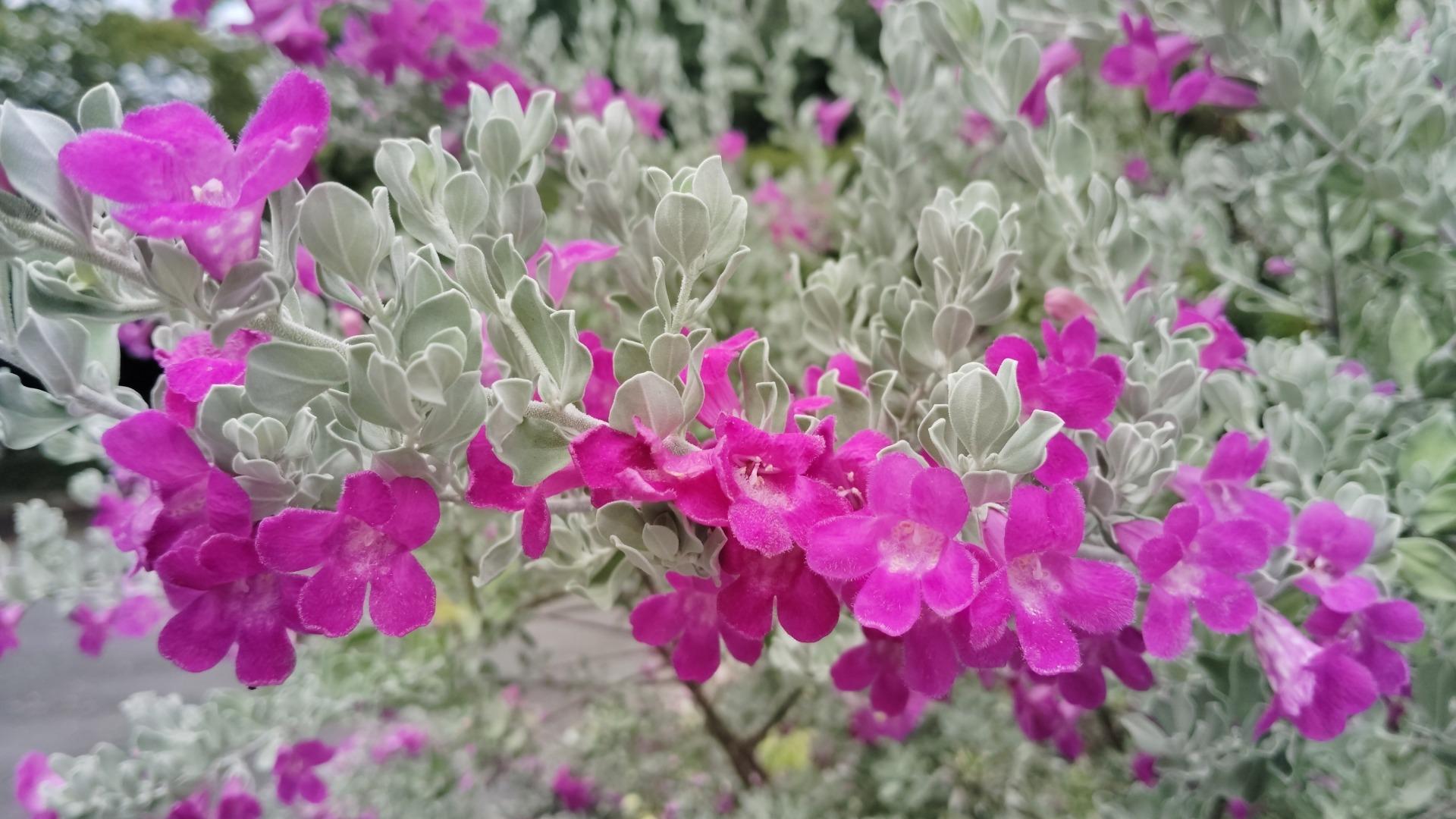 レウコフィルム　シルバーリーフ　/ 597 楽天市場】レウコフィルム 6号鉢 綺麗な紫花が魅力 シルバー