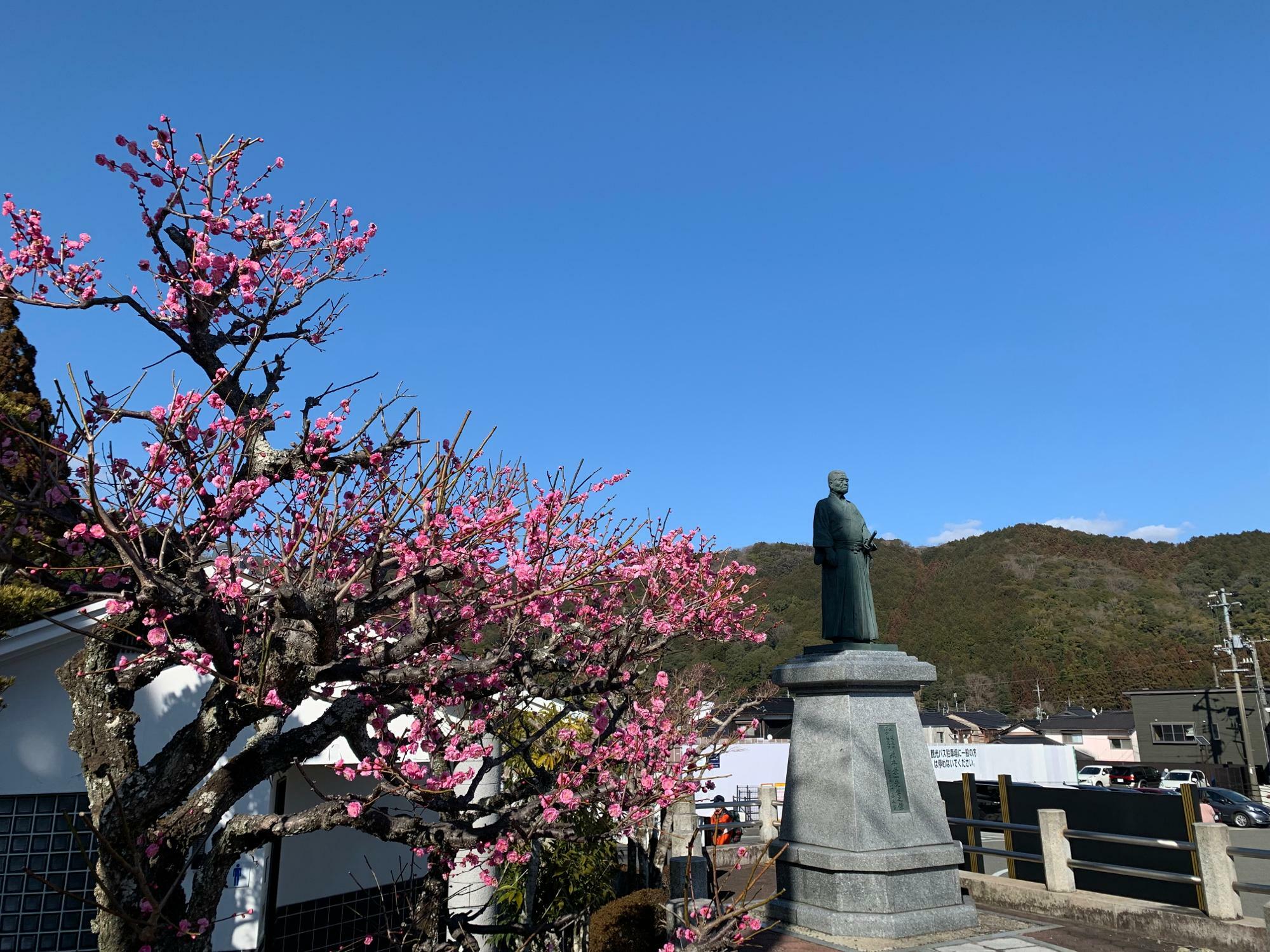 瑠璃光寺の駐車場にも、立派な梅の木があります