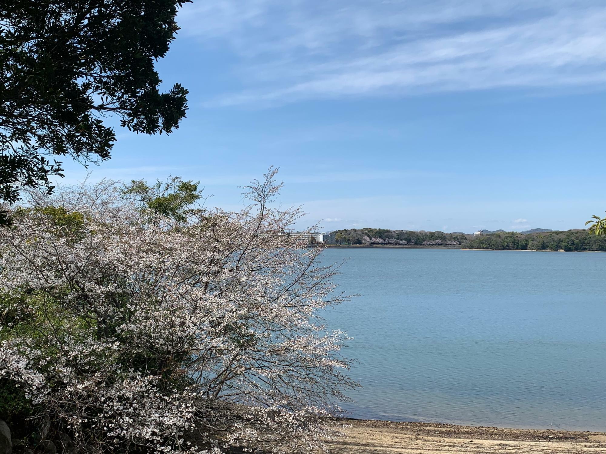 青い空と常盤湖と桜