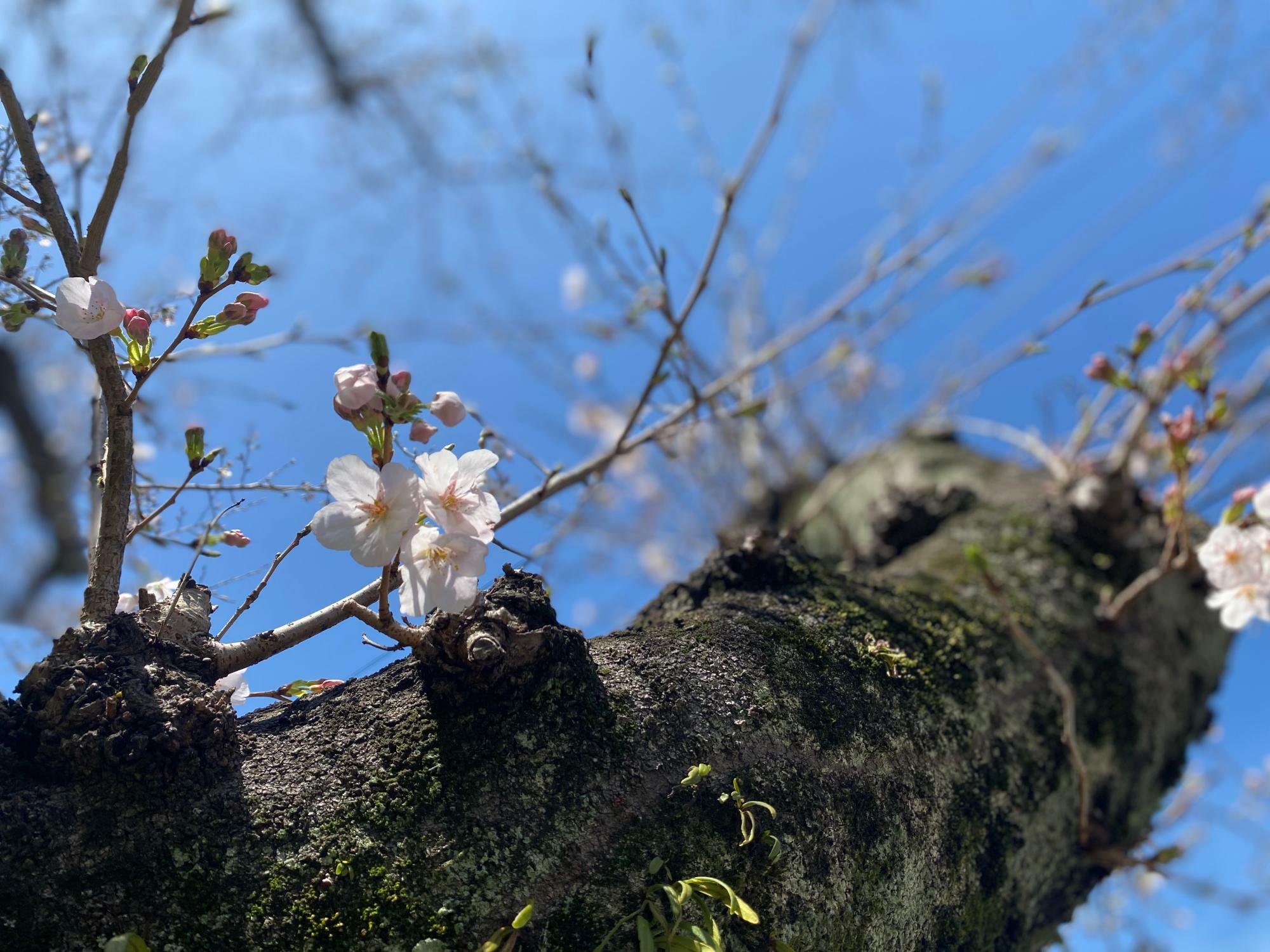 2024年3月27日撮影　小倉南区の桜