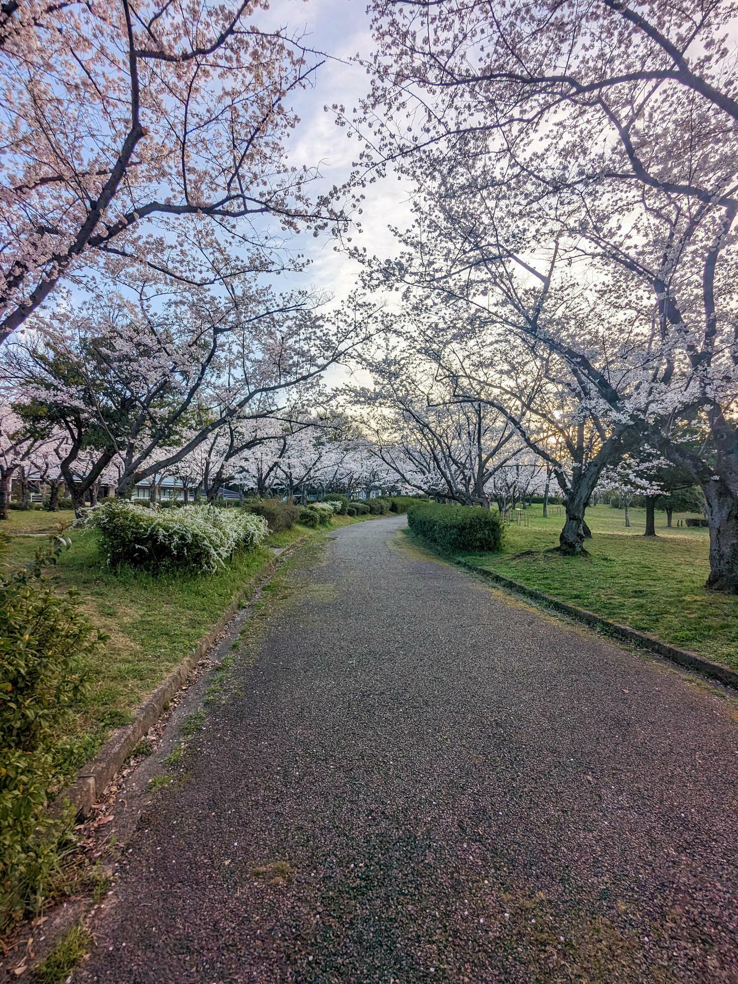 桜に囲まれて散策♪