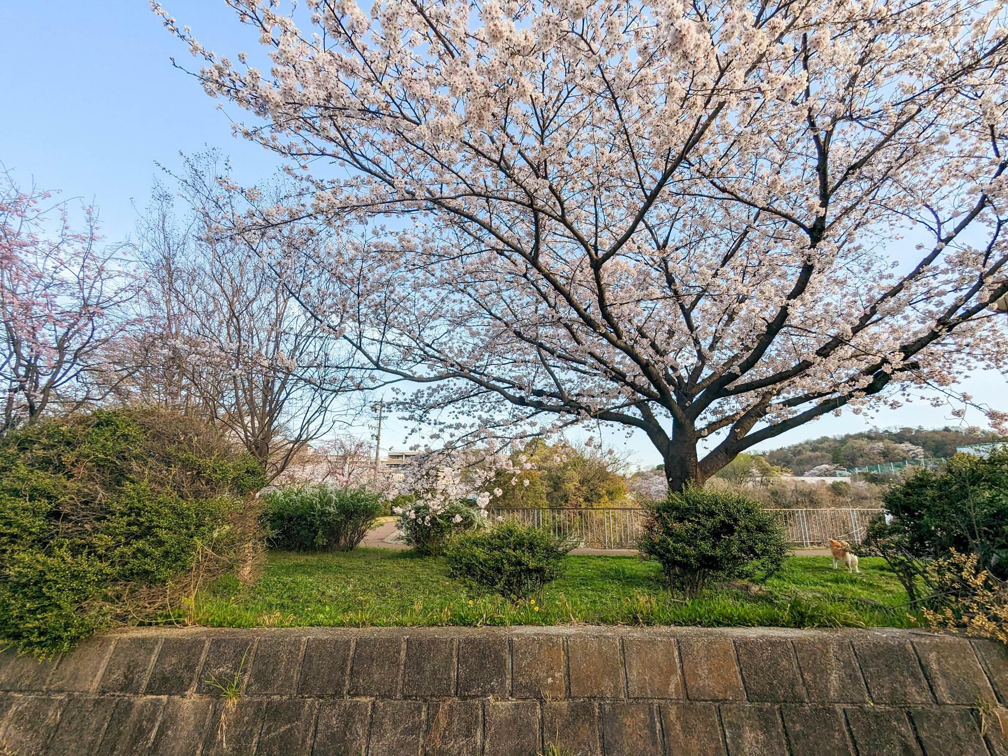 東山公園駅近くの桜