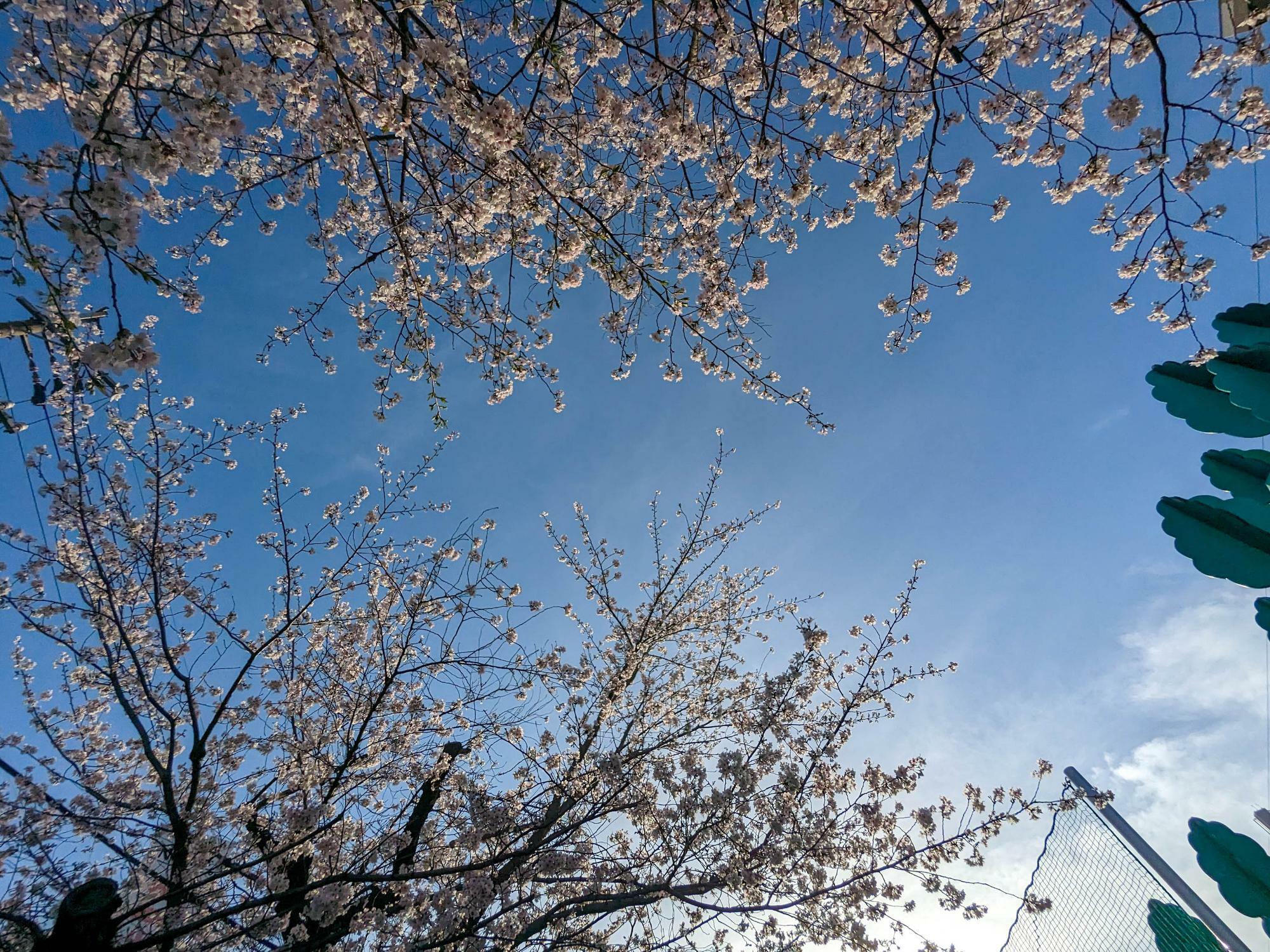 桜並木から空を見上げると