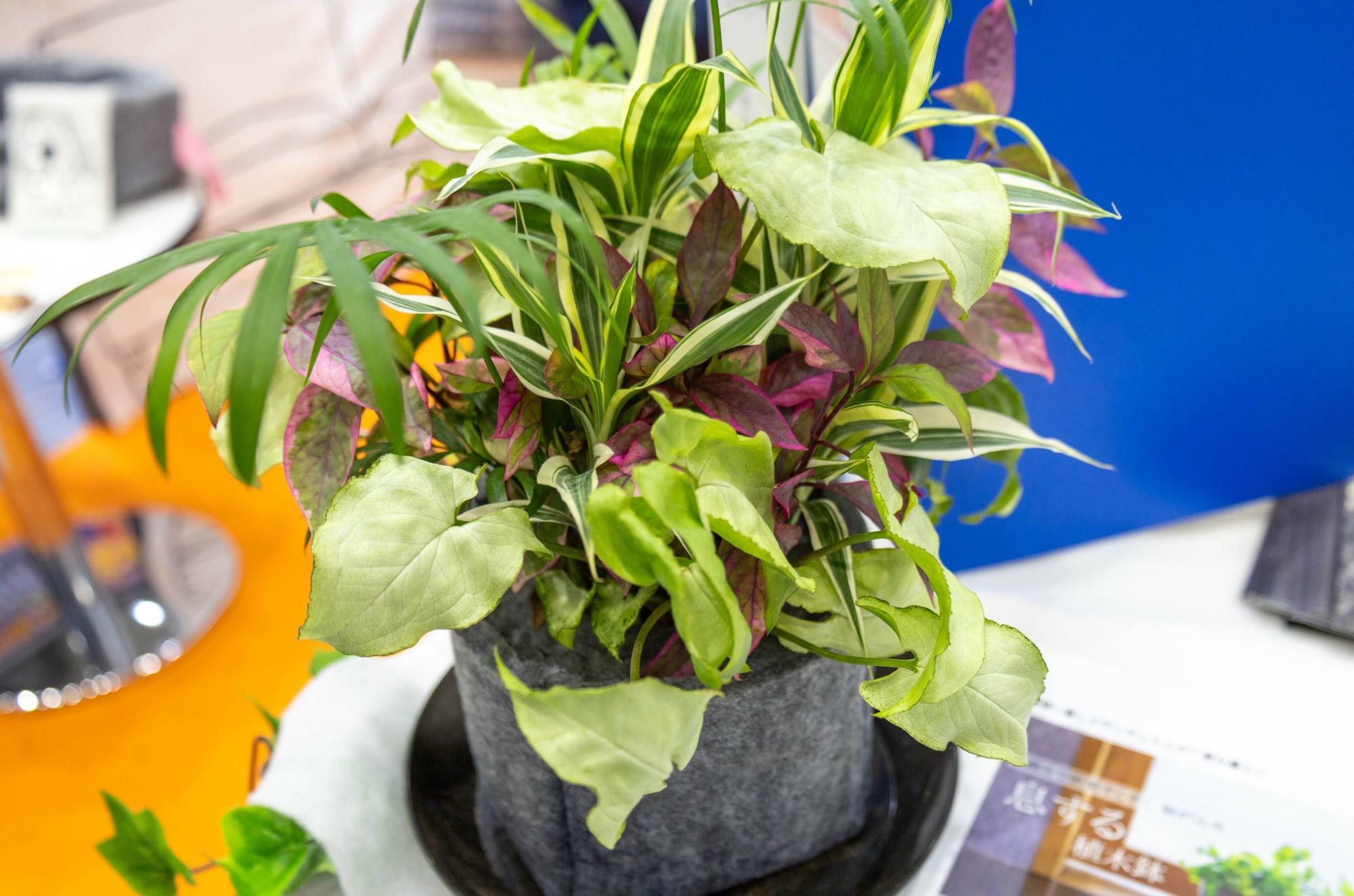 不織布の植木鉢の展示