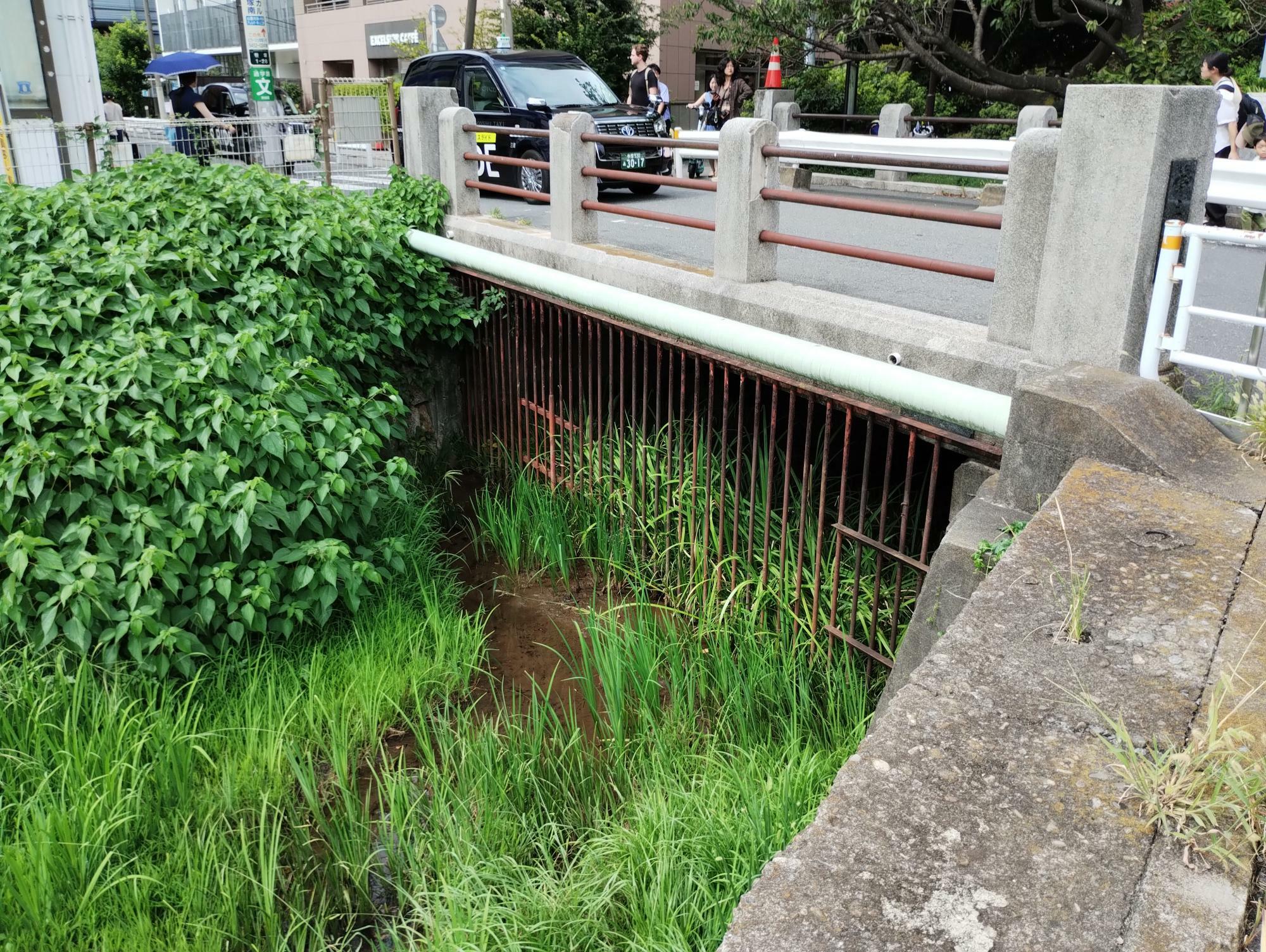 向かいの橋の欄干から先は緑道です