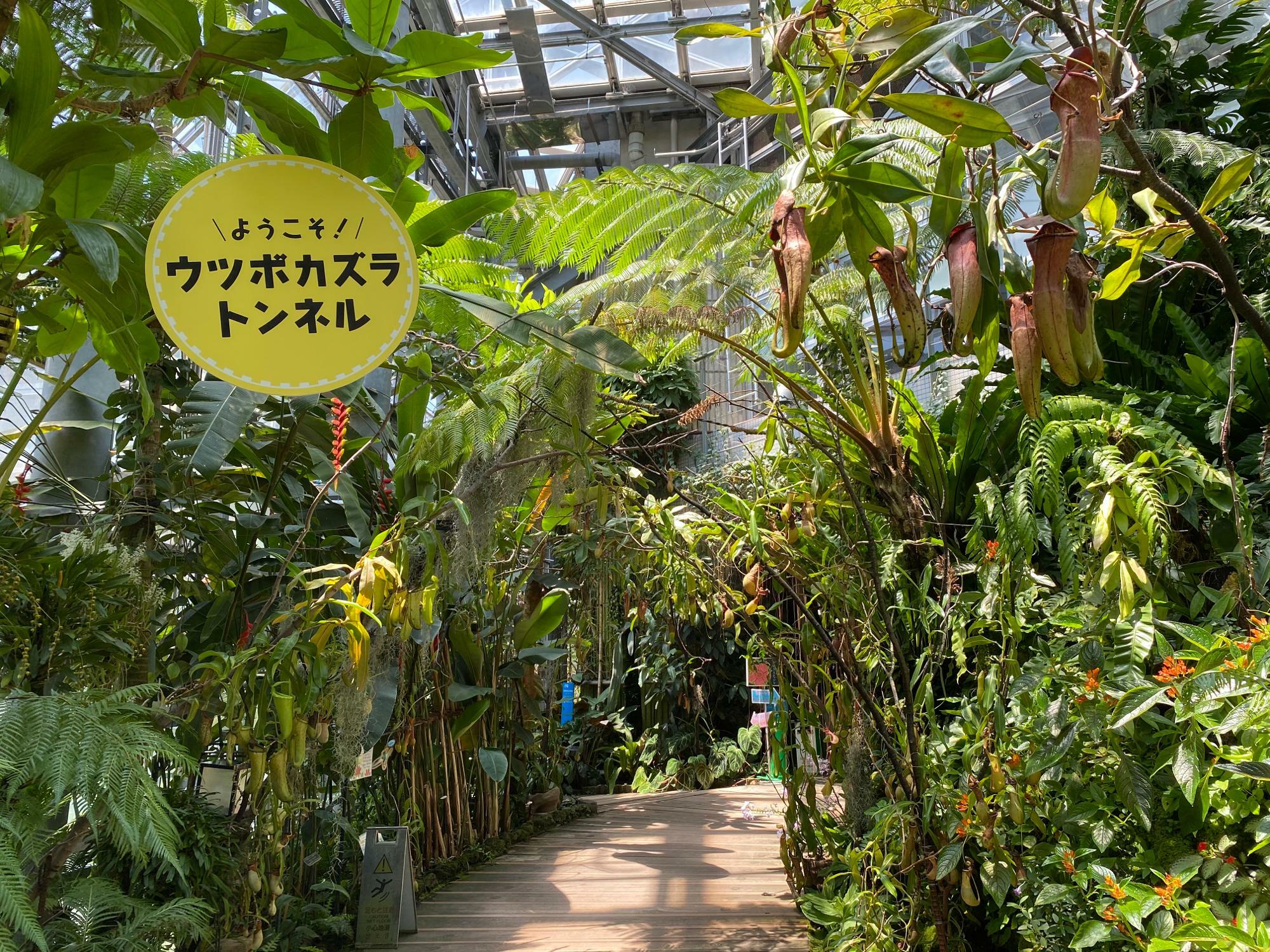 熱帯雨林植物室のウツボカズラトンネル