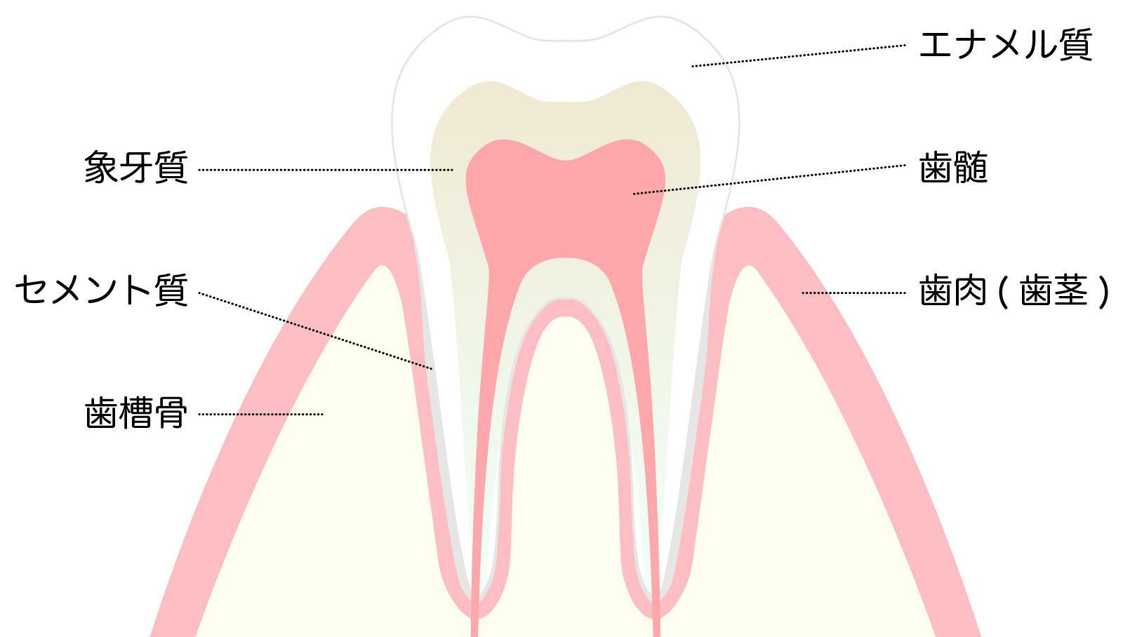 表面のエナメル質の下に黄色い象牙質がある