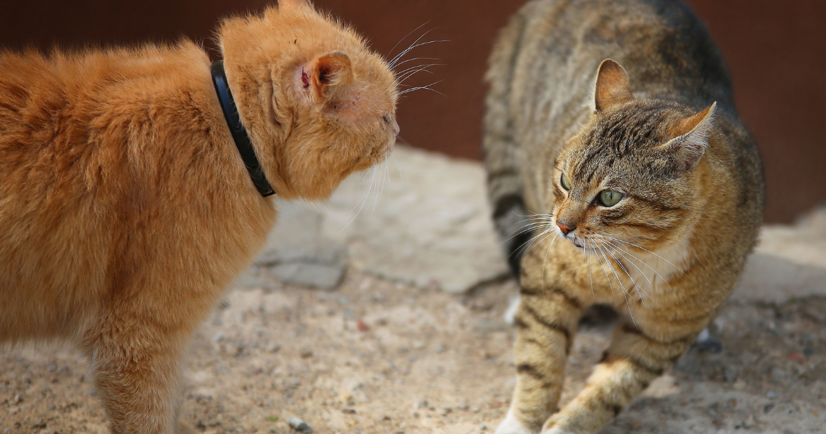 猫の『やんのかステップ』とは？その意味と実際に見られるシーンを徹底