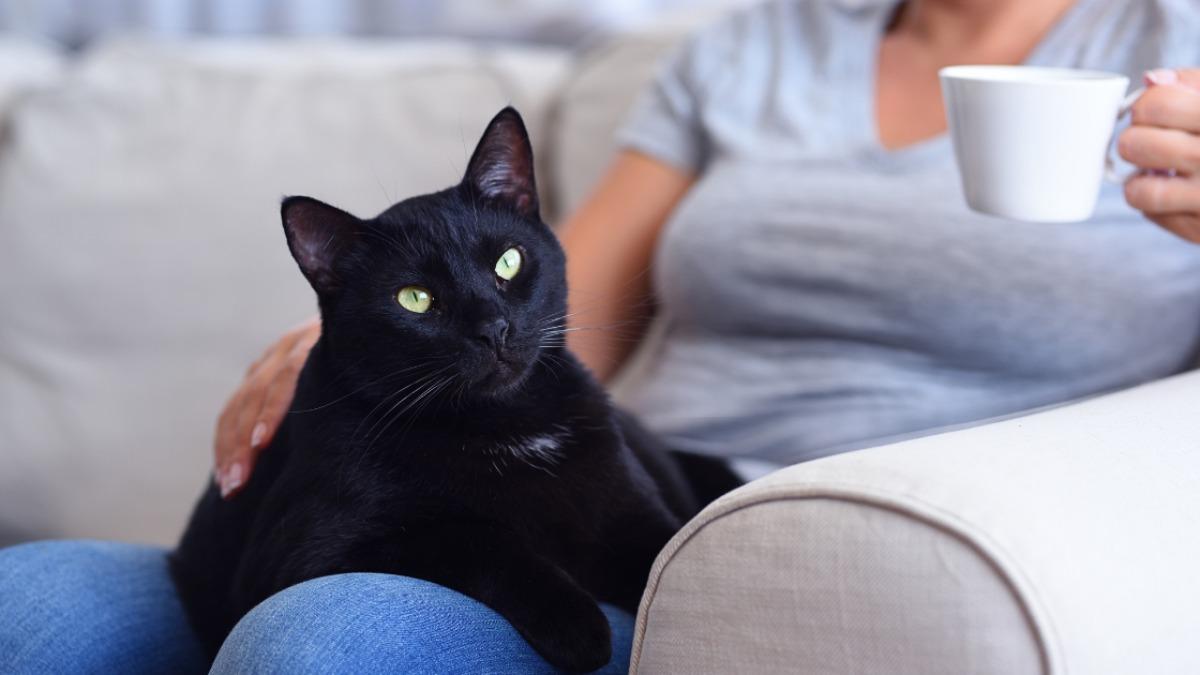 猫の室内飼育で『飼い主が気をつけること』6選！愛猫の快適な室内生活を支えよう！（shiho） エキスパート Yahoo ニュース