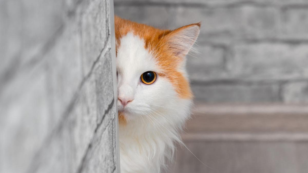 猫 猫が『顔を半分だけ出して見てくる』のはなぜ!?片目でじっと見る行動のヒミツとは？（SHIHO） - エキスパート - Yahoo!ニュース