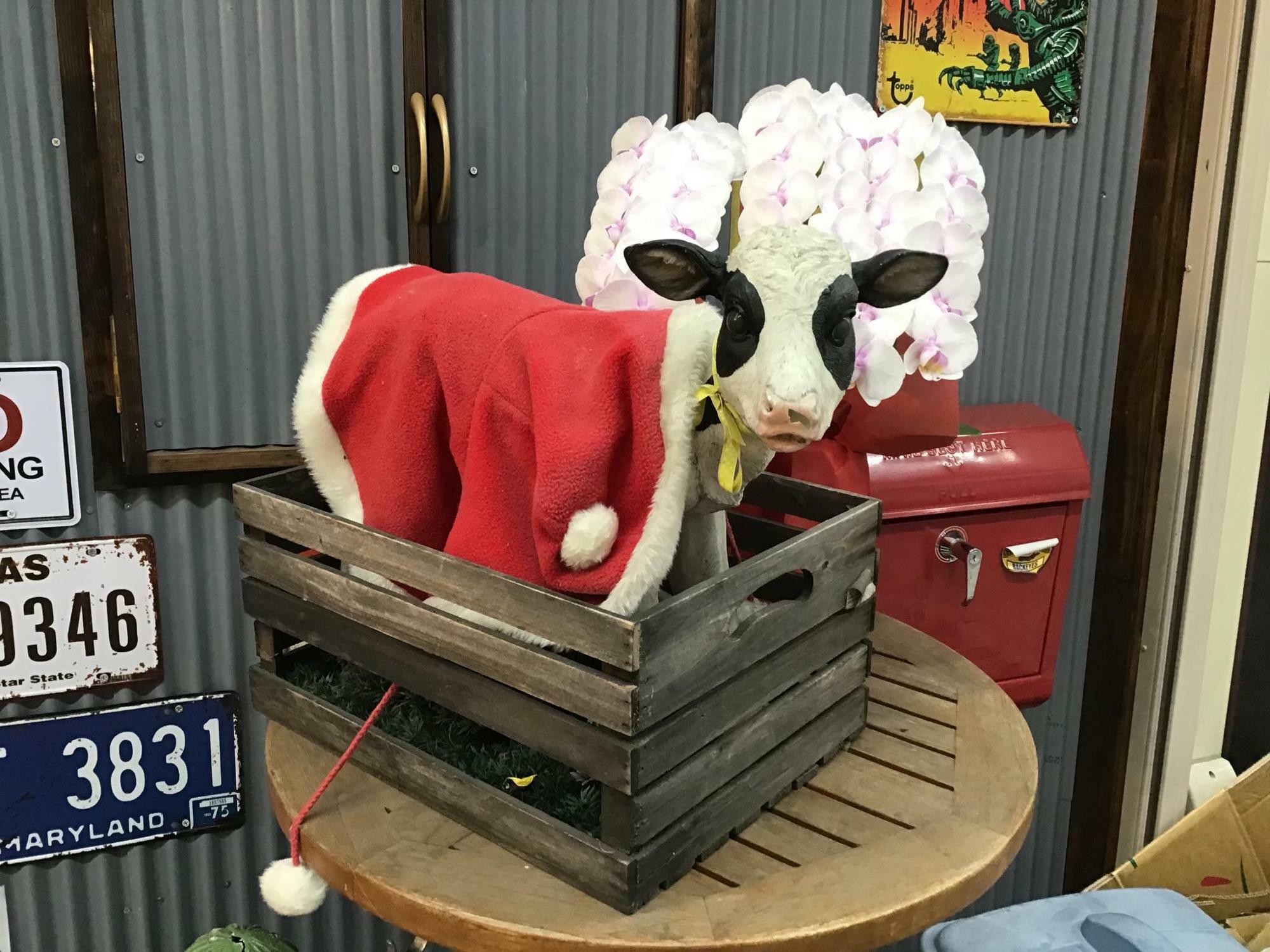 以前、ビーフダイナーキャプテンカウ88の店頭に飾られていた、カワイイ牛。