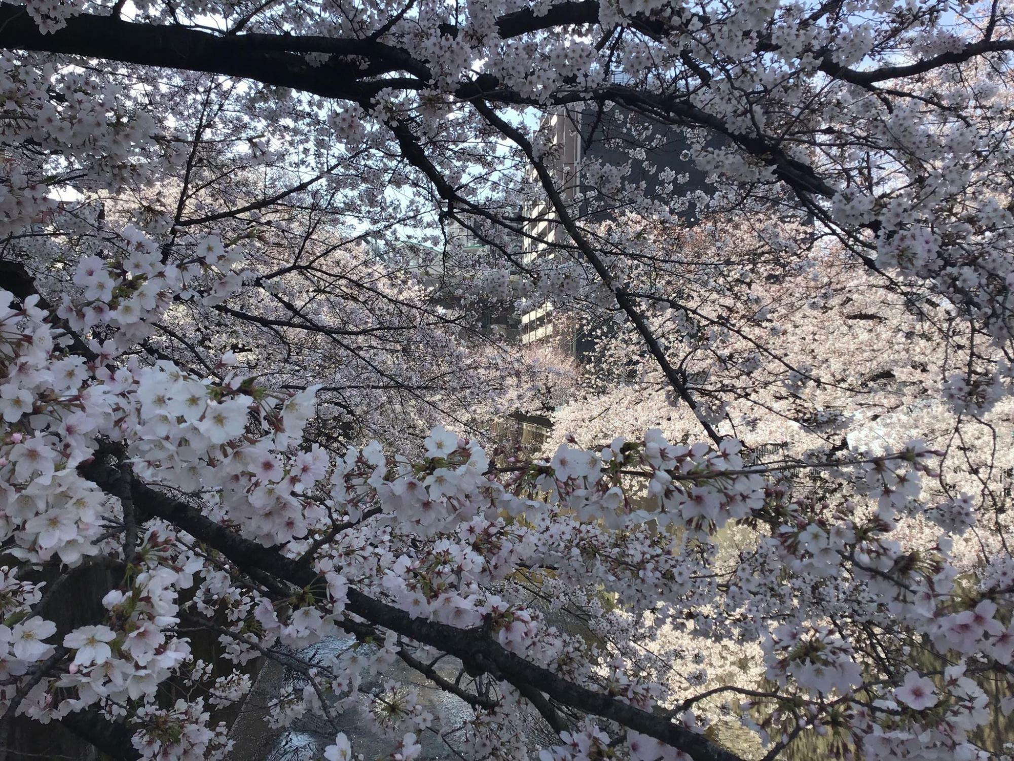 石神井川沿いの桜