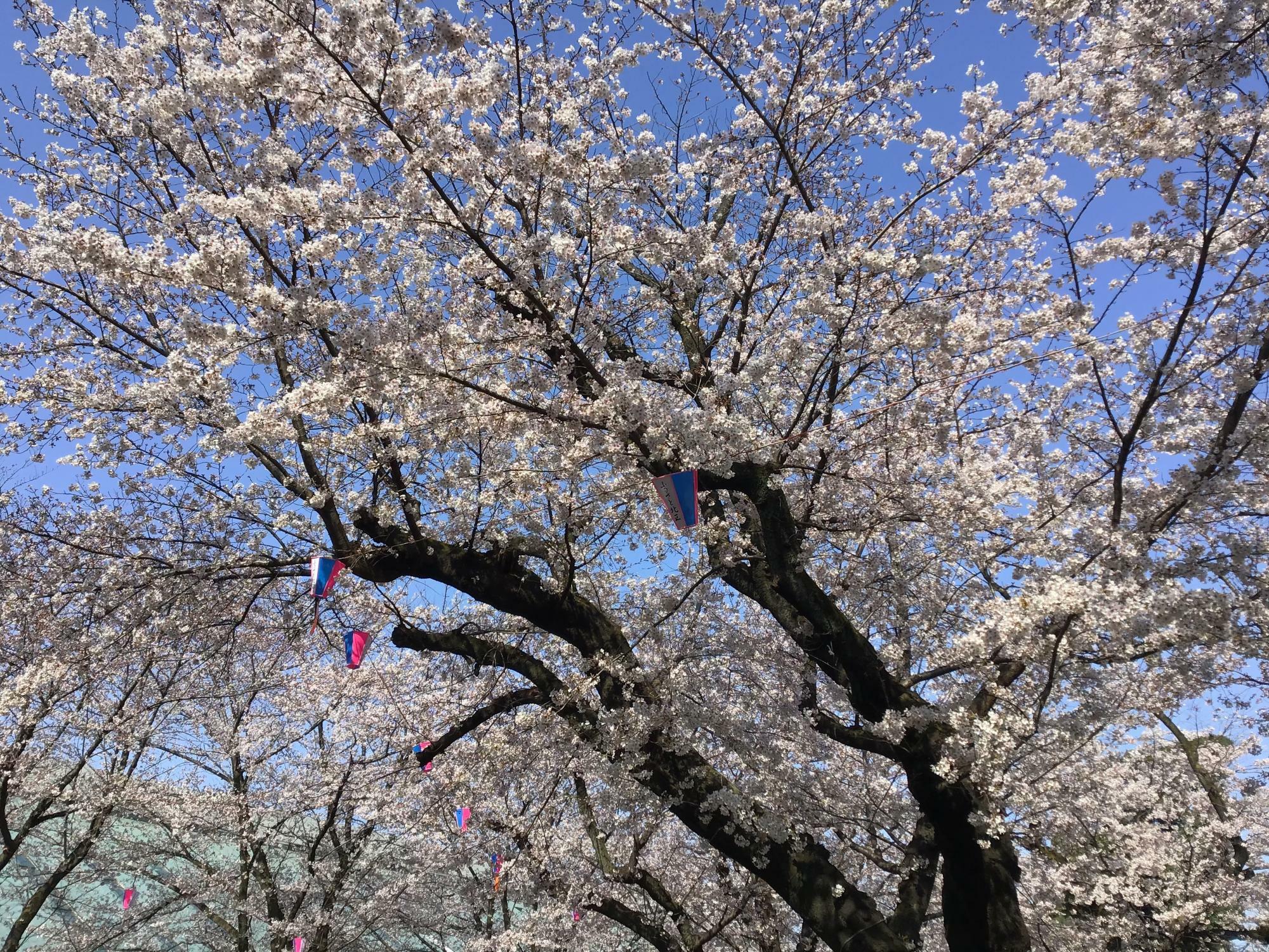 桜の季節の飛鳥山公園の様子（撮影2020年3月26日）