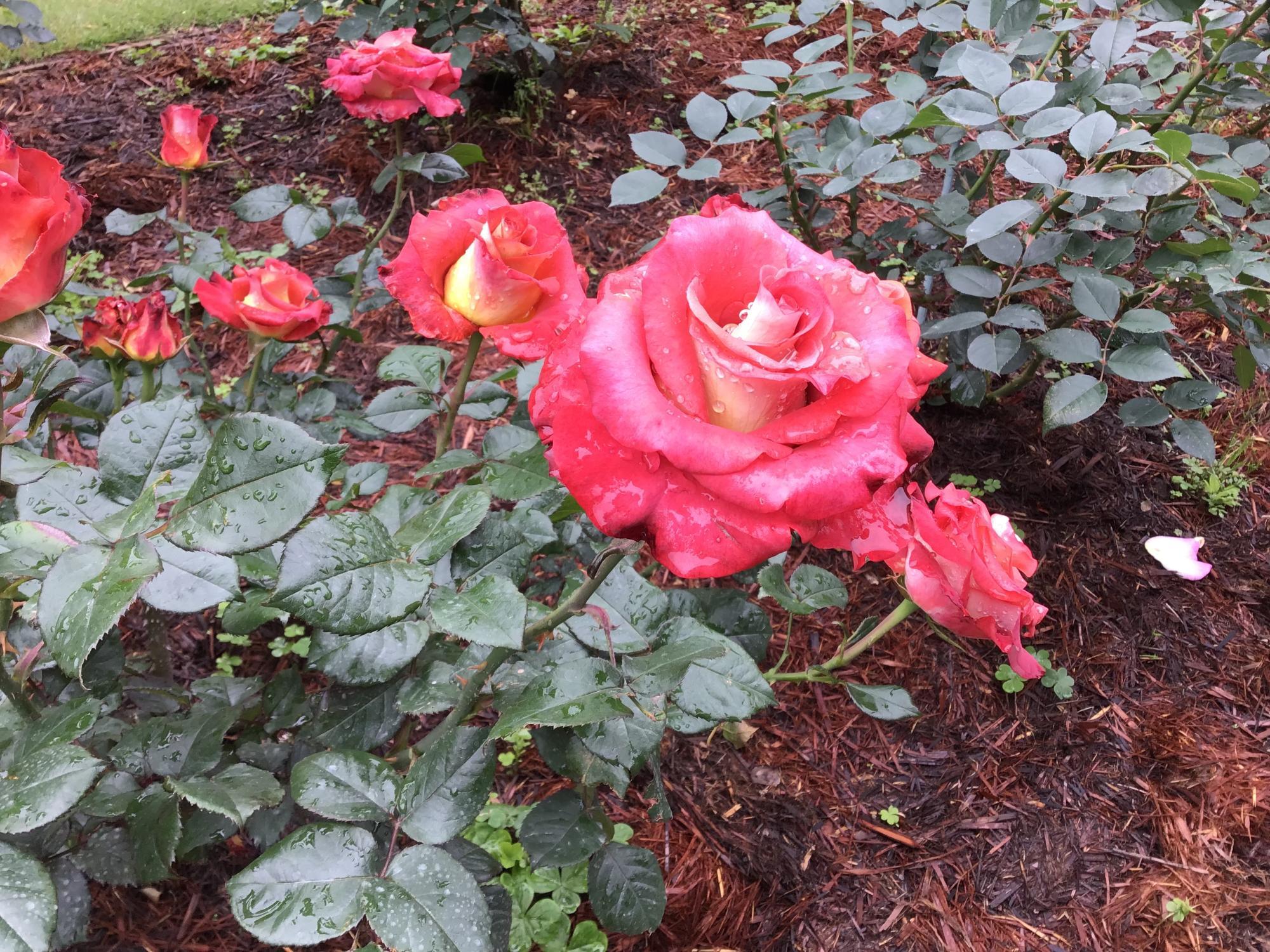 東京都北区】目を引かれたバラの花をご紹介！旧古河庭園の「春の