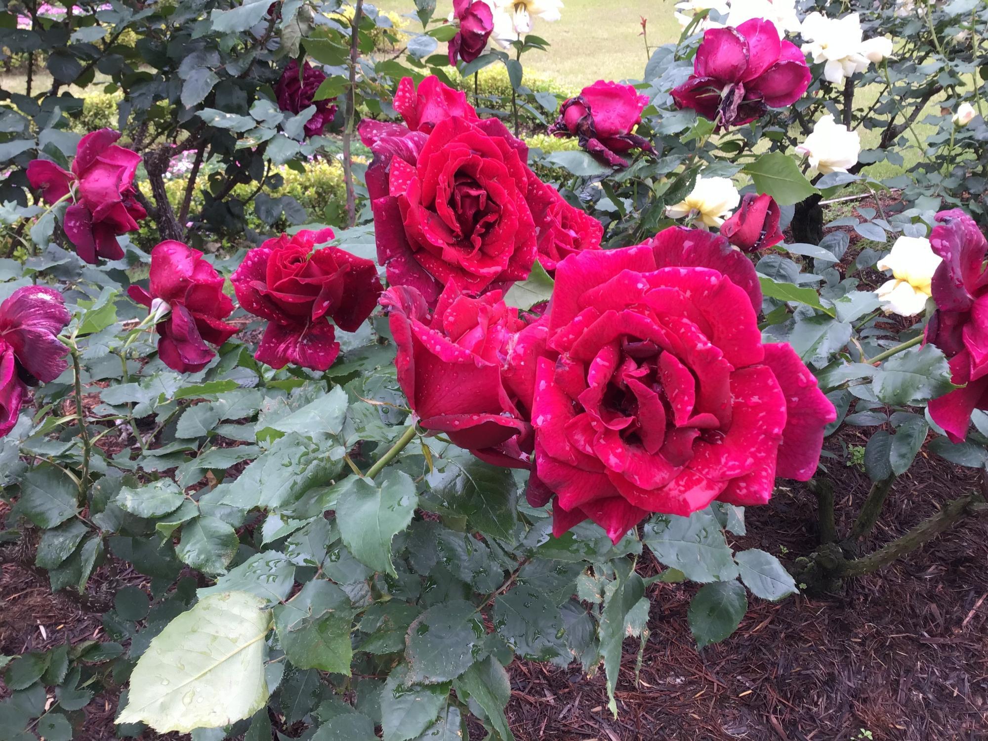 11月8日のバラの開花状況【バラ74種開花／ハゼ色づき始め