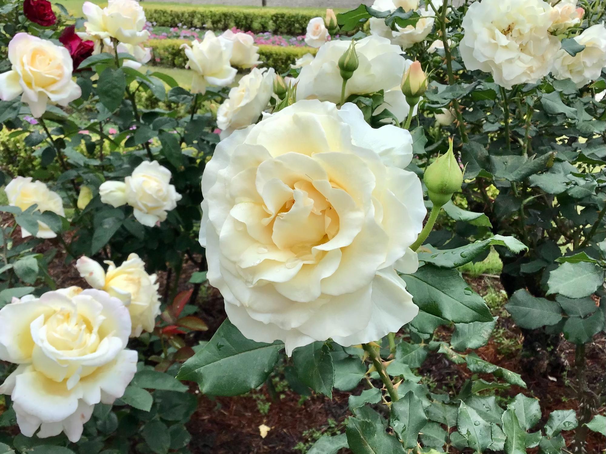 𝒴𝓊𝓀𝑜 𝒮𝒽𝒾𝓂𝒾𝓏𝓊 | 🌹🍃 旧古河庭園 ♡ Furukawa