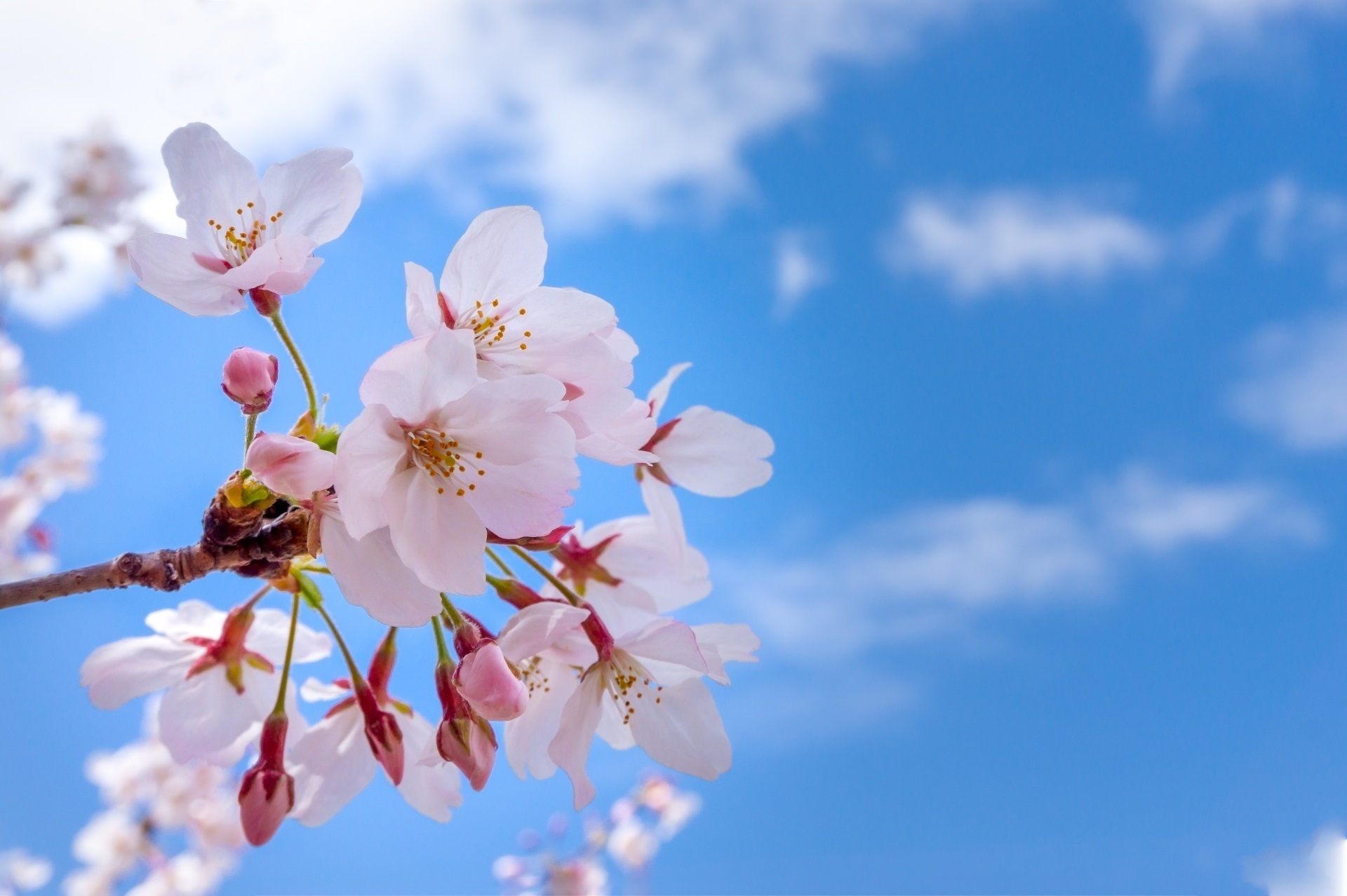 青空に映える桜の花