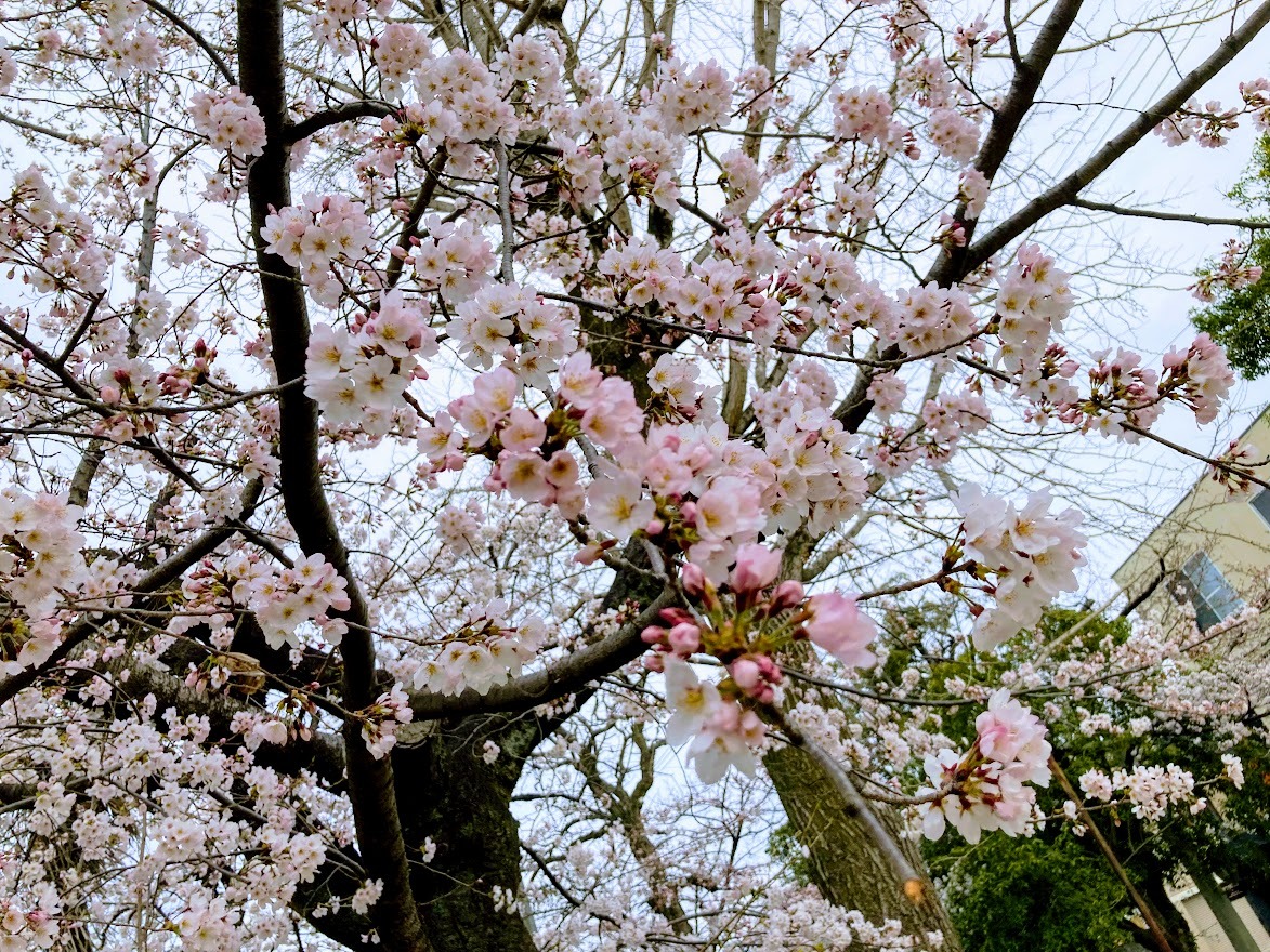 松阪市五十鈴公園の美しい桜の花